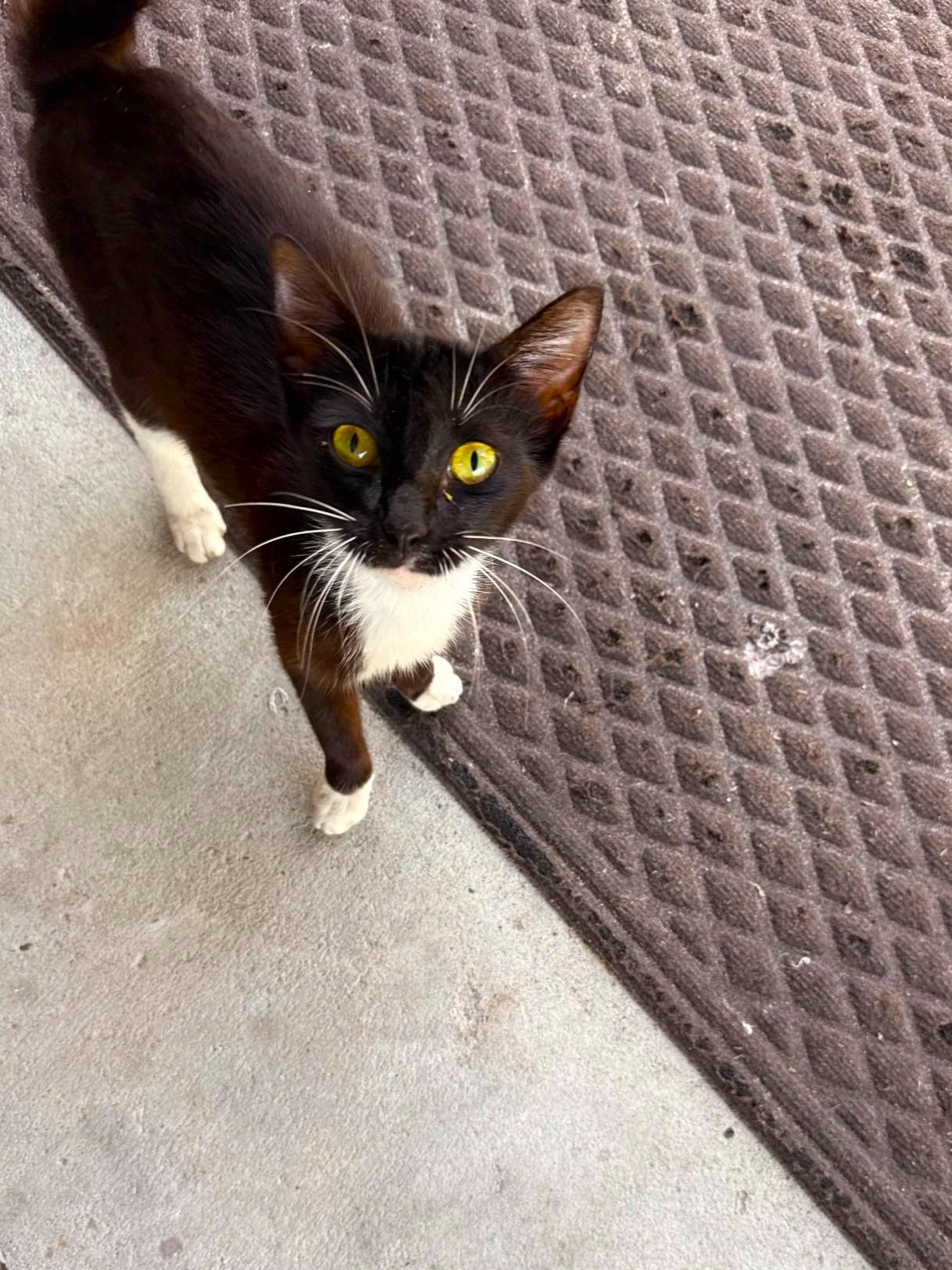 Blare - Foster needed (or adopter), Young Female American Shorthair
