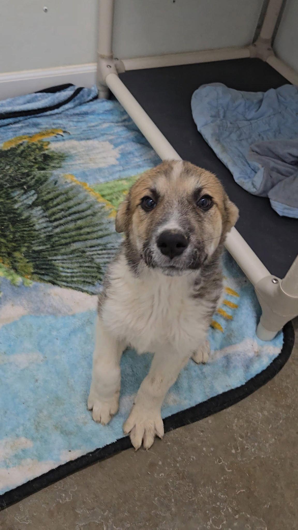 Aretha Franklin, a Adopted mixed breed in Estherville, IA image 2/3