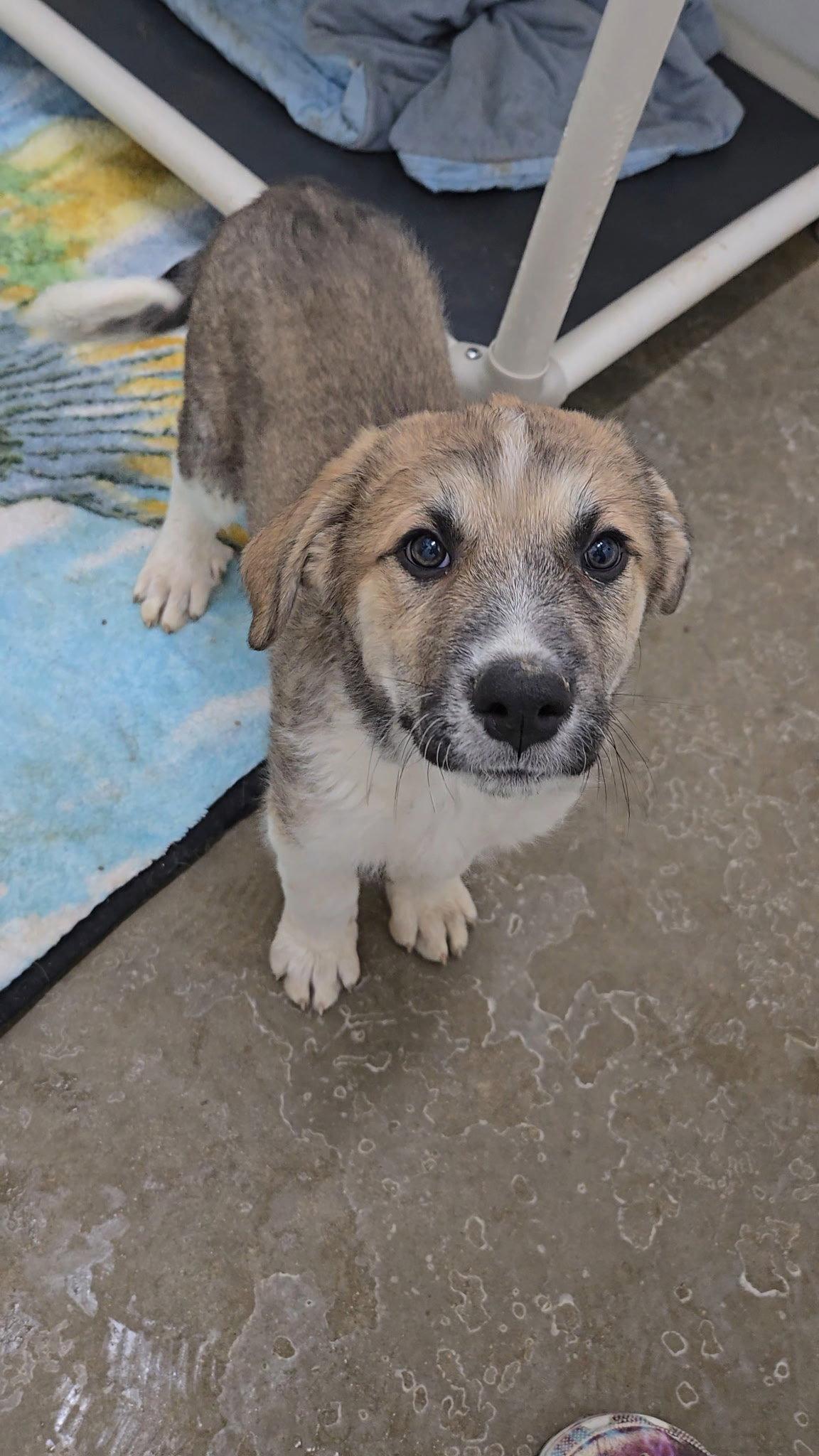 Aretha Franklin, a Adopted mixed breed in Estherville, IA image 3/3