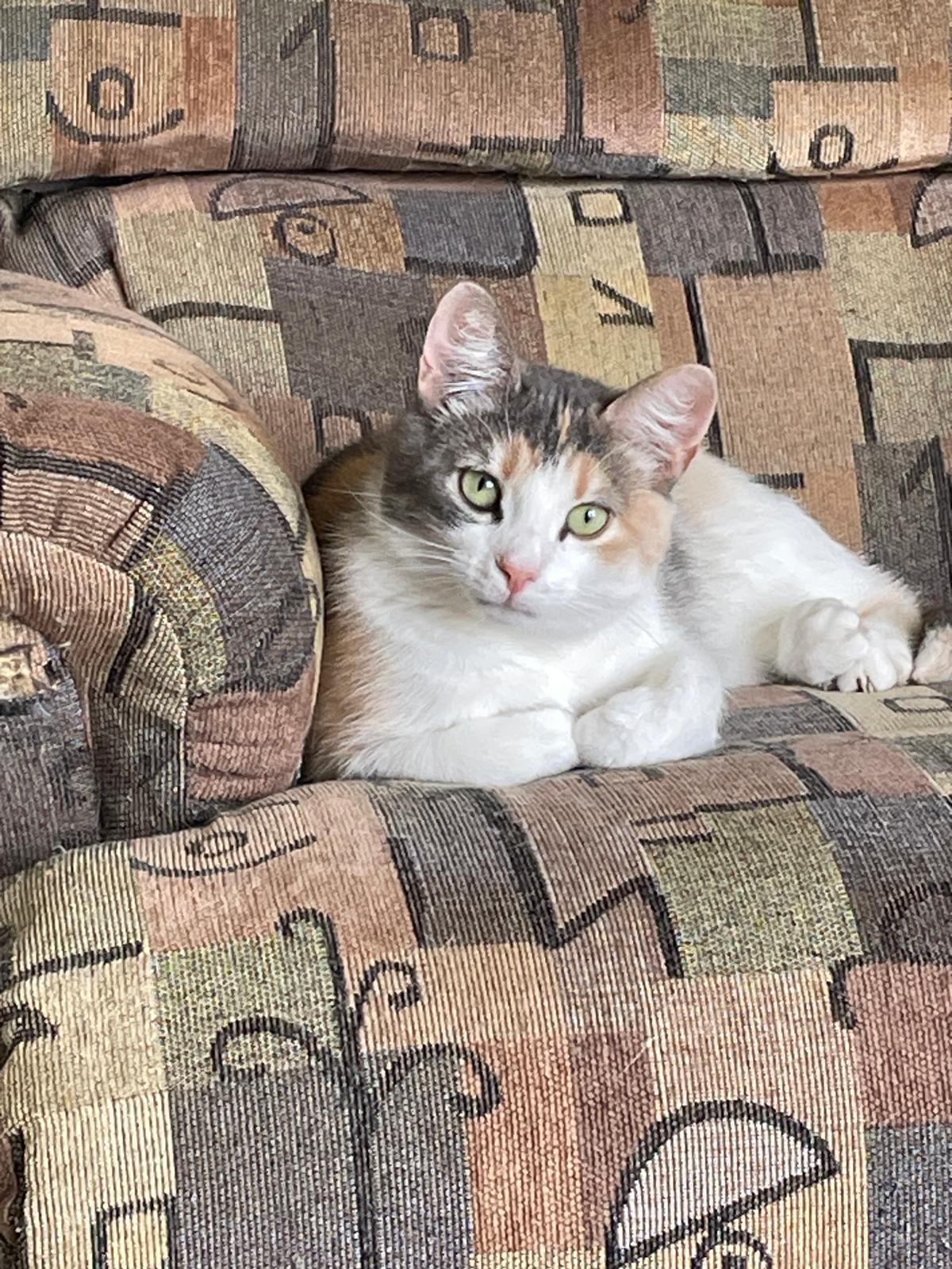 Enlarge Callie, a ADOPTABLE Domestic Short Hair in Leesburg, VA image 3/5