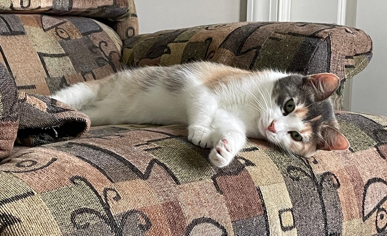 Enlarge Callie, a ADOPTABLE Domestic Short Hair in Leesburg, VA image 2/5