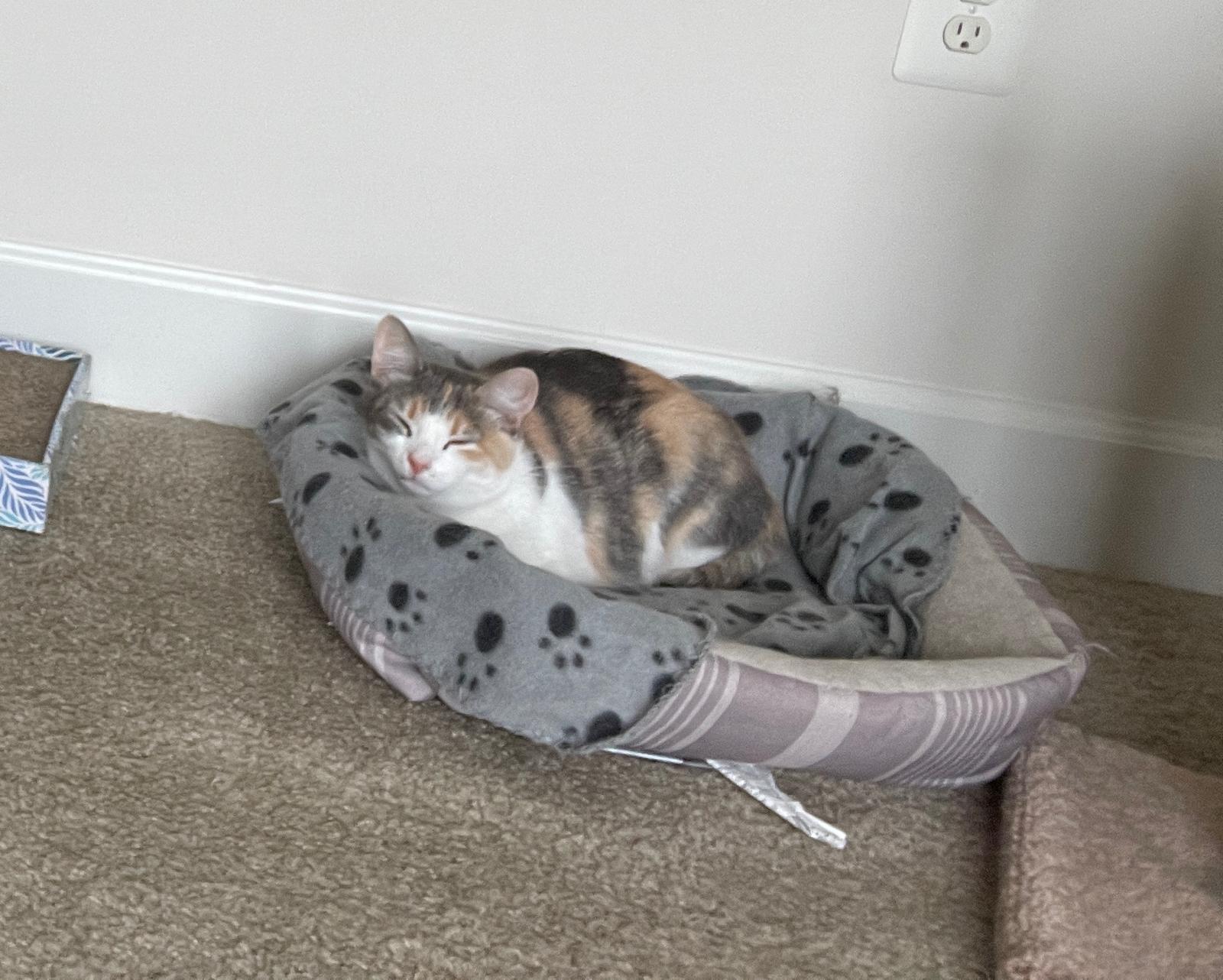 Enlarge Callie, a ADOPTABLE Domestic Short Hair in Leesburg, VA image 5/5