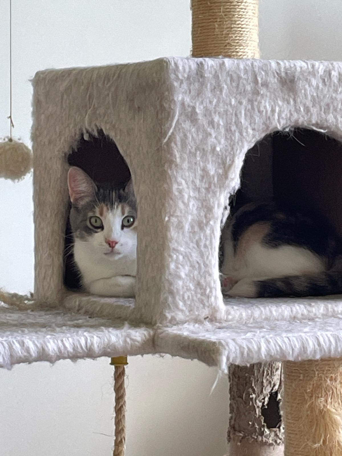 Enlarge Callie, a ADOPTABLE Domestic Short Hair in Leesburg, VA image 4/5