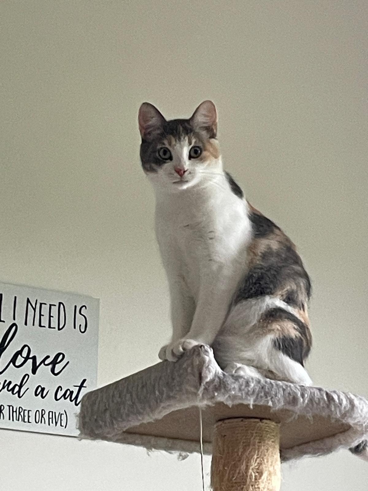 Callie, ADOPTABLE, Young Female Domestic Short Hair.