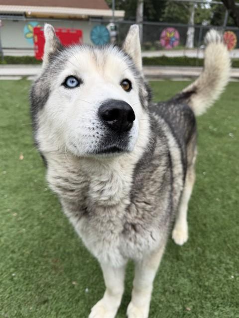 DOUGGIE, Adoptable, Adult Male Siberian Husky.