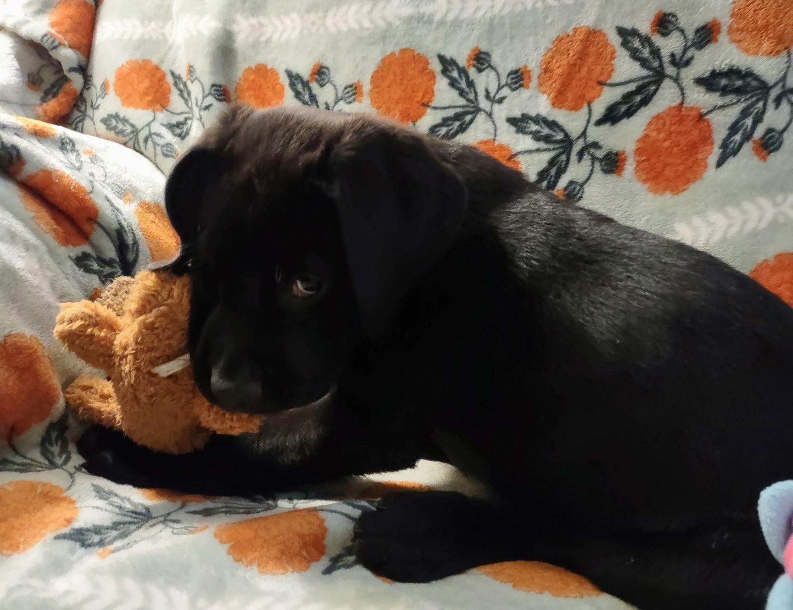 Doug, Adoptable, Puppy Male Mixed Breed.