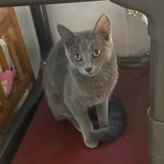 Molly, ADOPTABLE, Young Female Russian Blue.