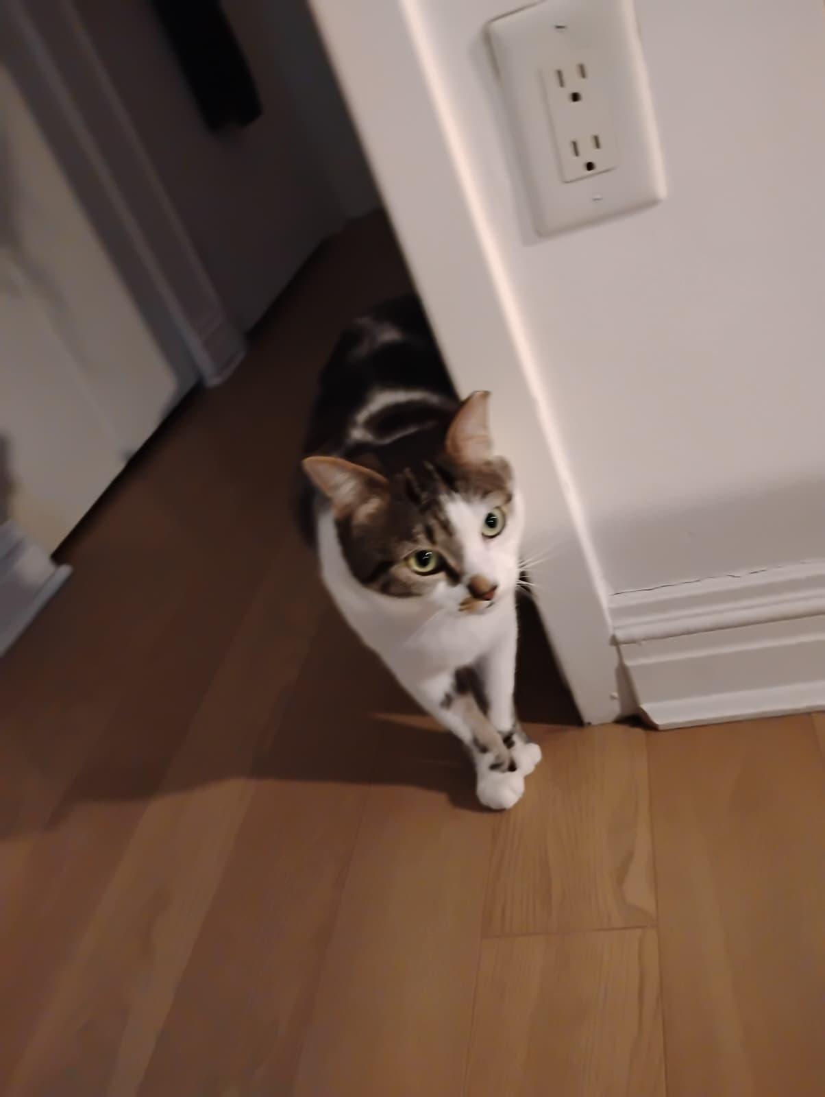 Enlarge Toonces, a Adoptable Domestic Short Hair in New York , NY image 6/6