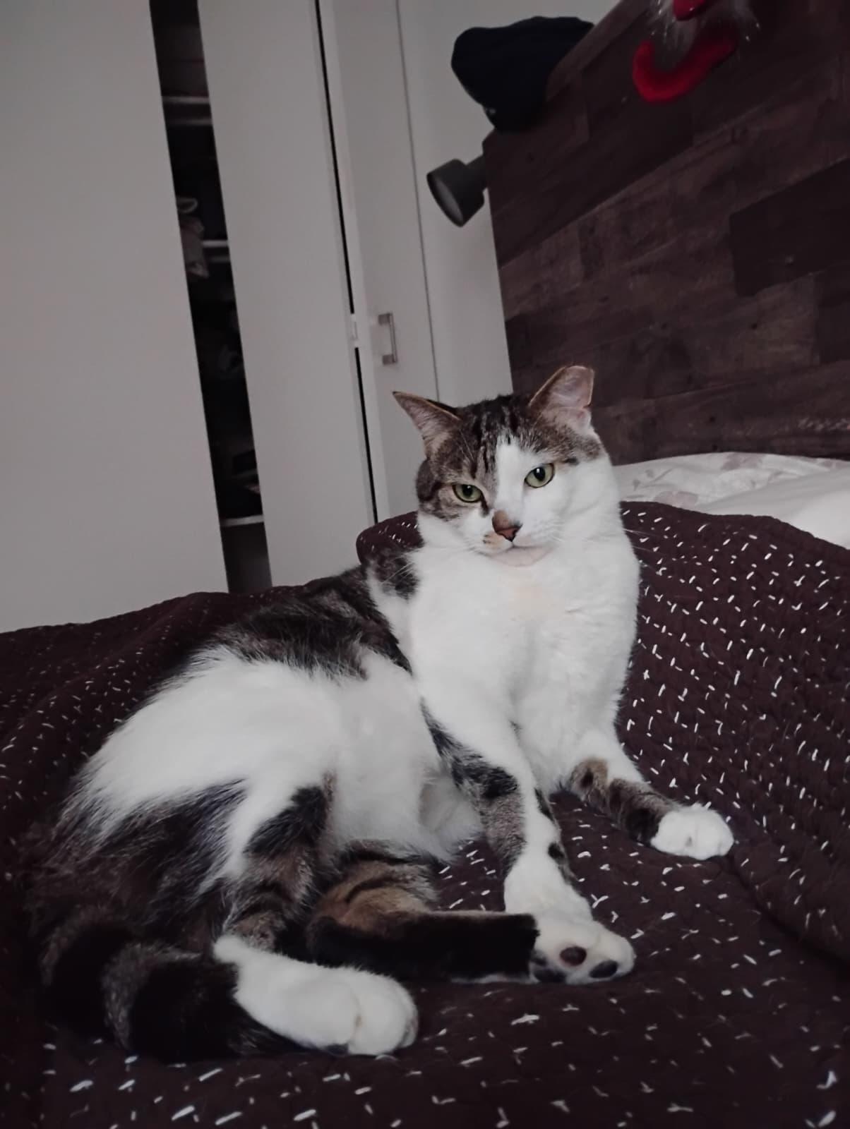 Enlarge Toonces, a Adoptable Domestic Short Hair in New York , NY image 2/6