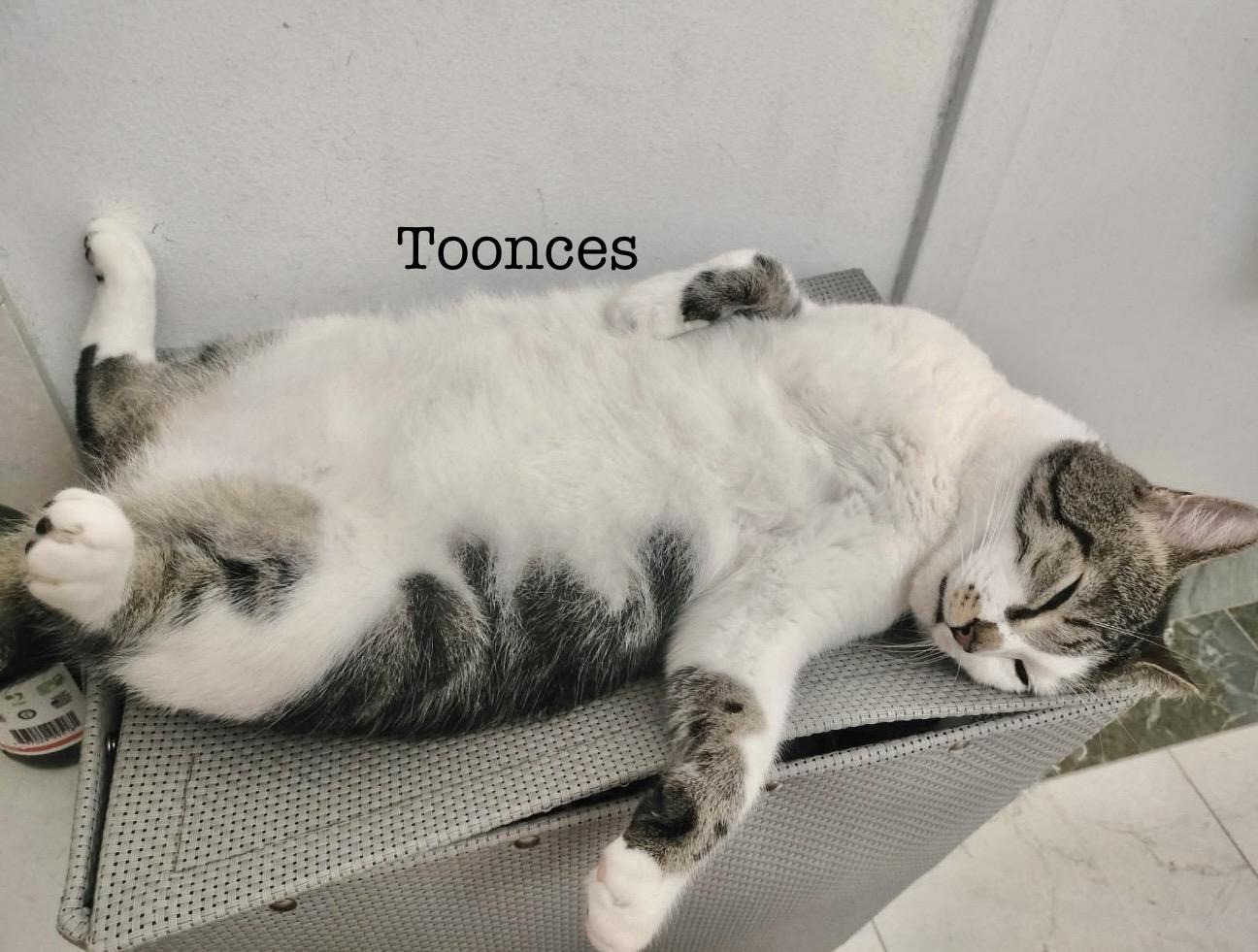 Enlarge Toonces, a Adoptable Domestic Short Hair in New York , NY image 1/6