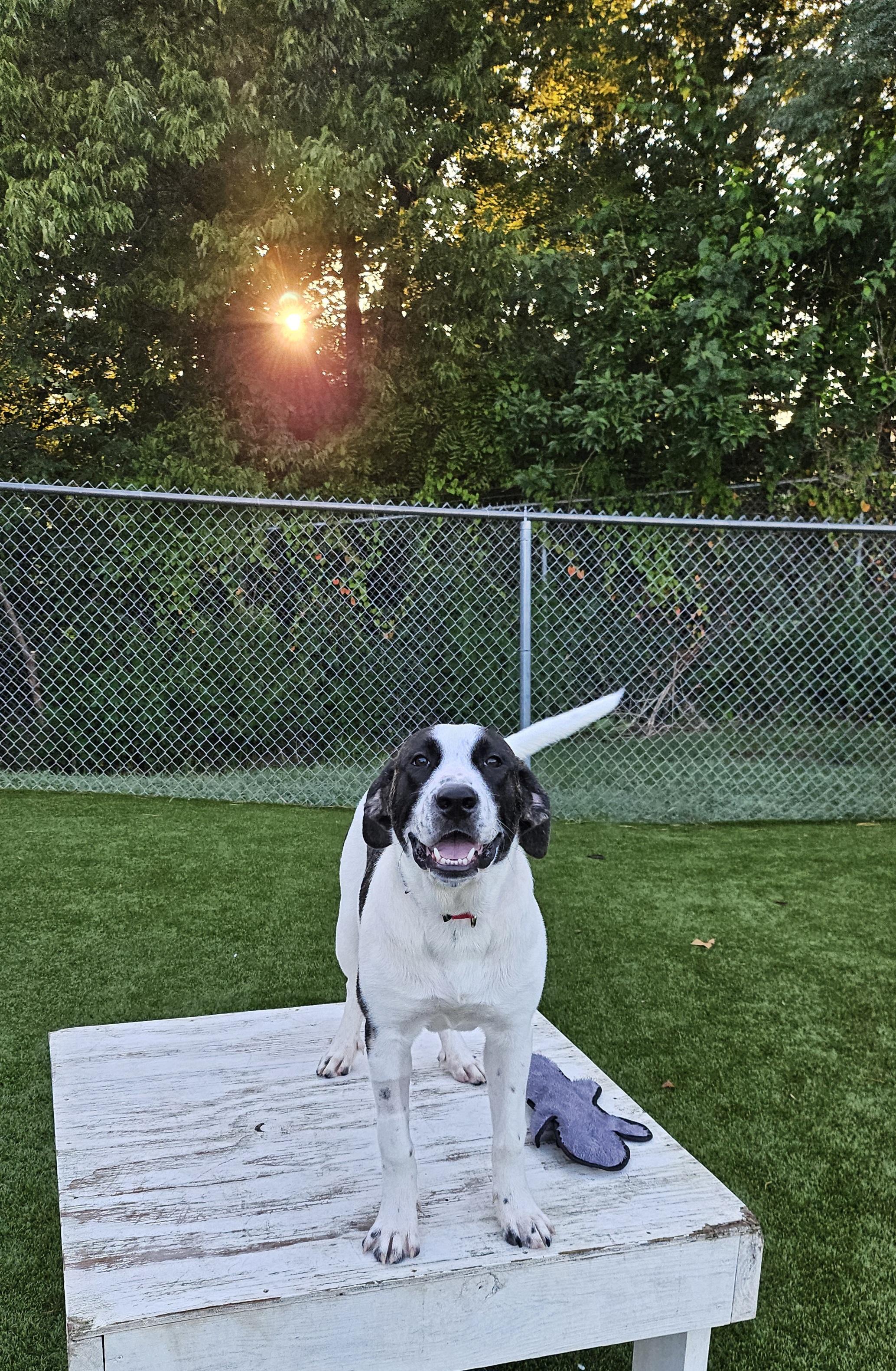 Enzo, Adopted, Young Male Great Pyrenees.