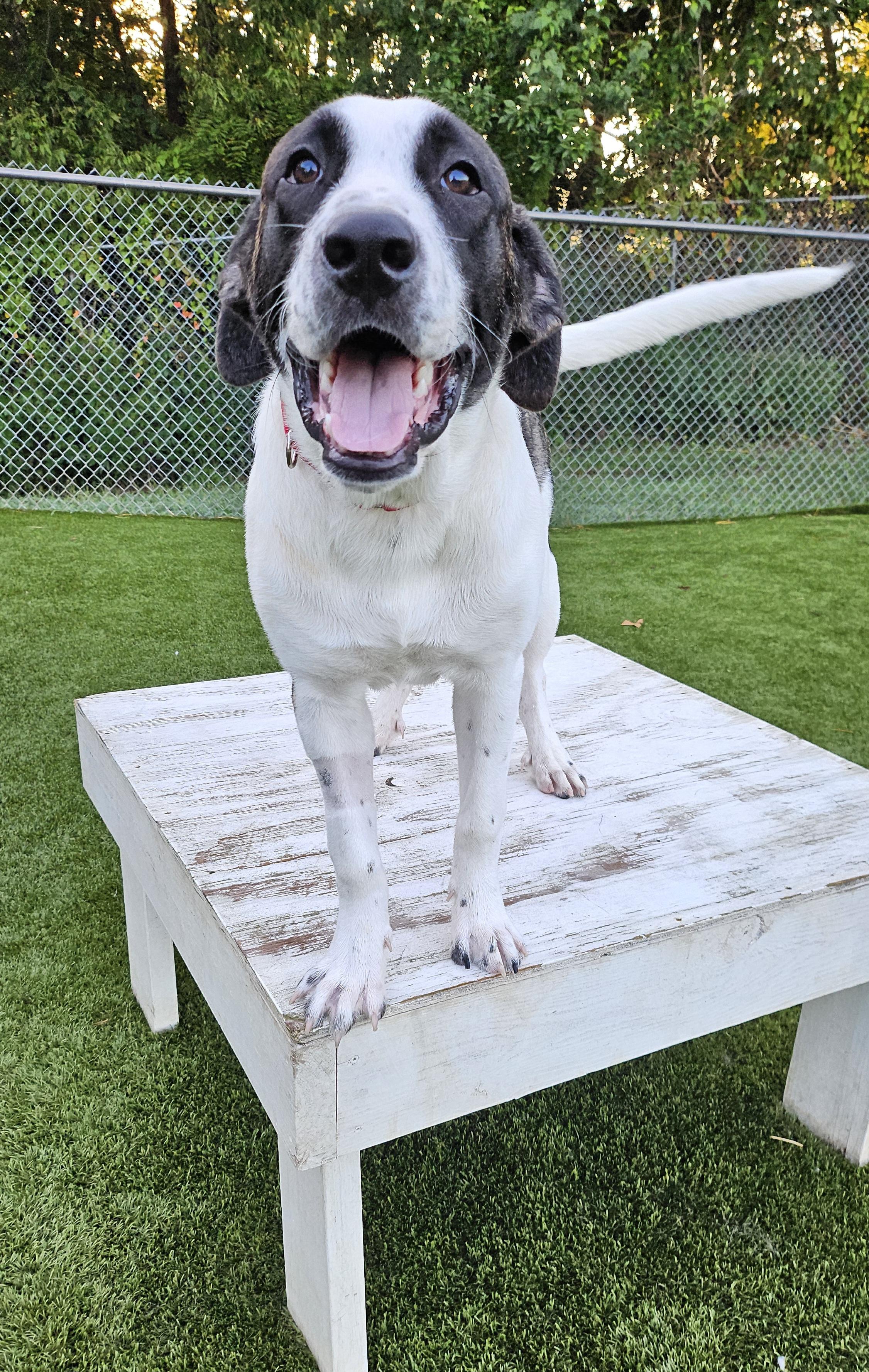 Enzo, a Adopted mixed breed in Smithville, MO image 2/3