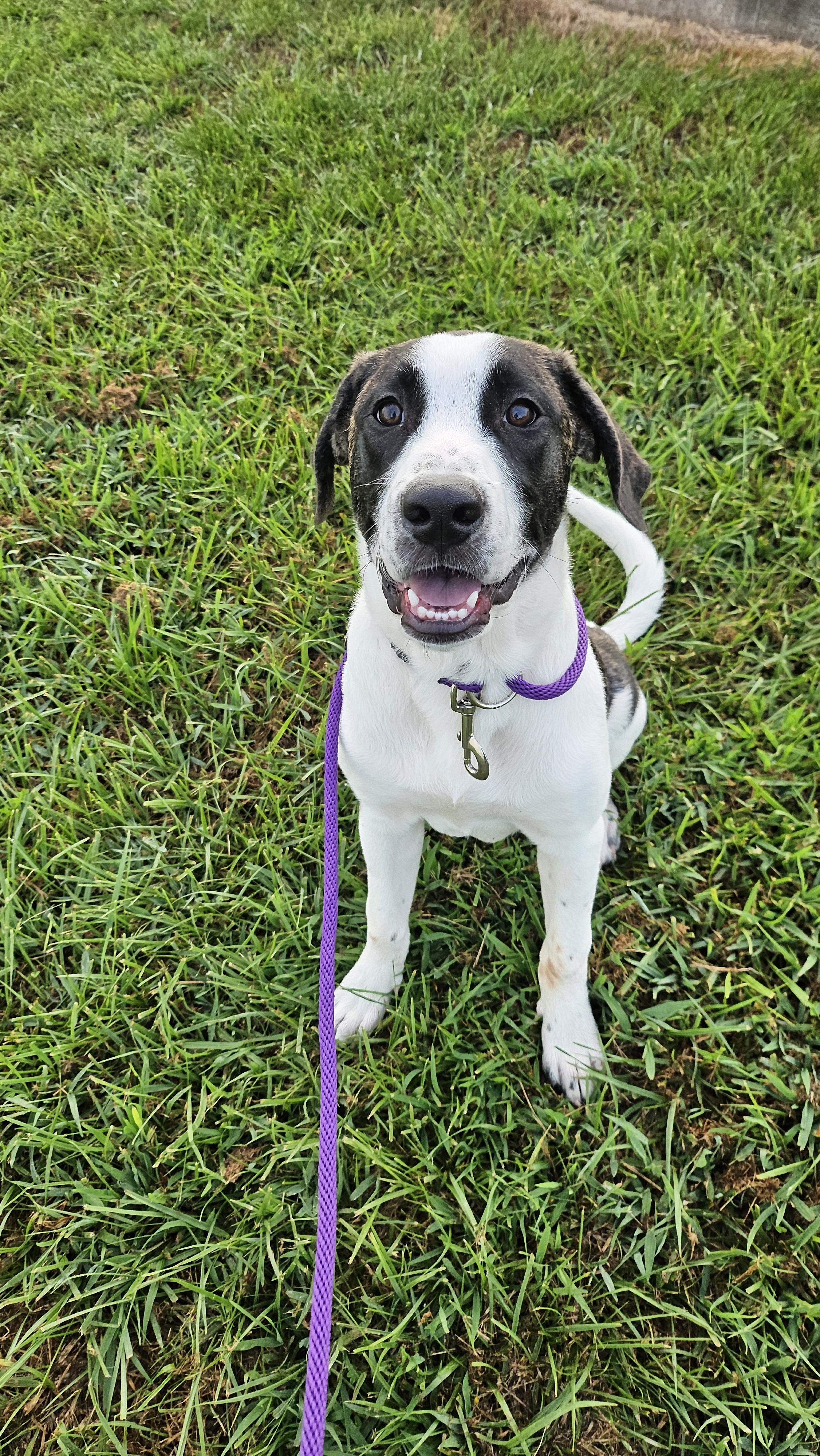 Enzo, a Adopted mixed breed in Smithville, MO image 3/3