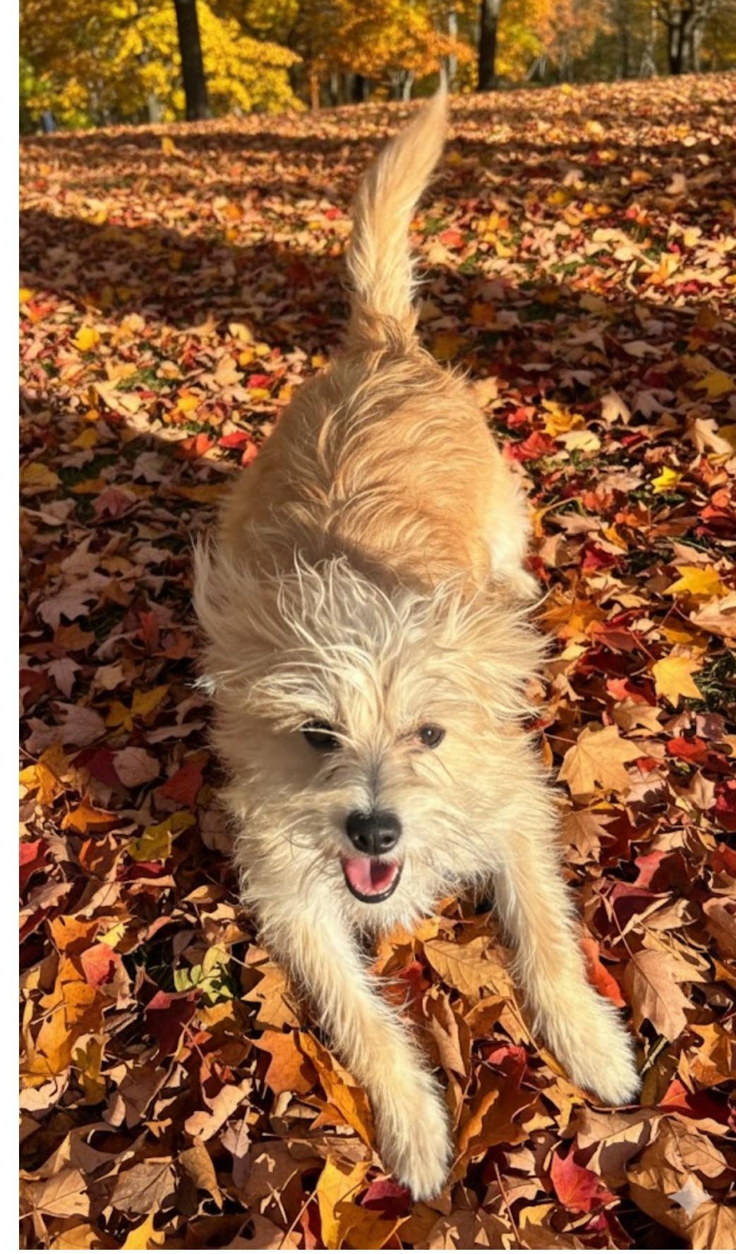Enlarge Ben Cartright, a Adoptable mixed breed in Amelia, OH image 1/4