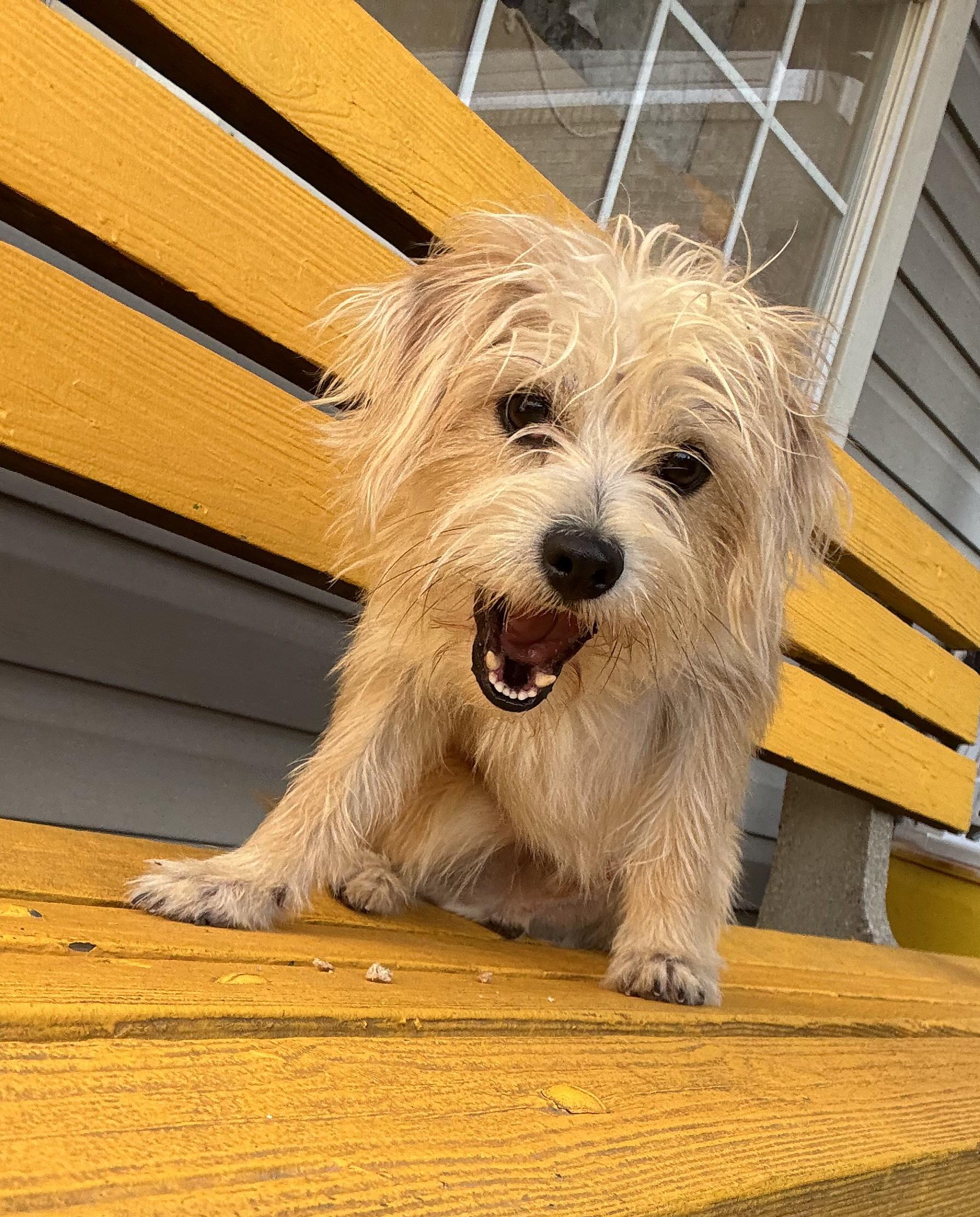 Enlarge Ben Cartright, a Adoptable mixed breed in Amelia, OH image 3/4
