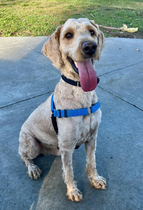 Enlarge Snoopy, a Adoptable mixed breed in Novato, CA image 1/1