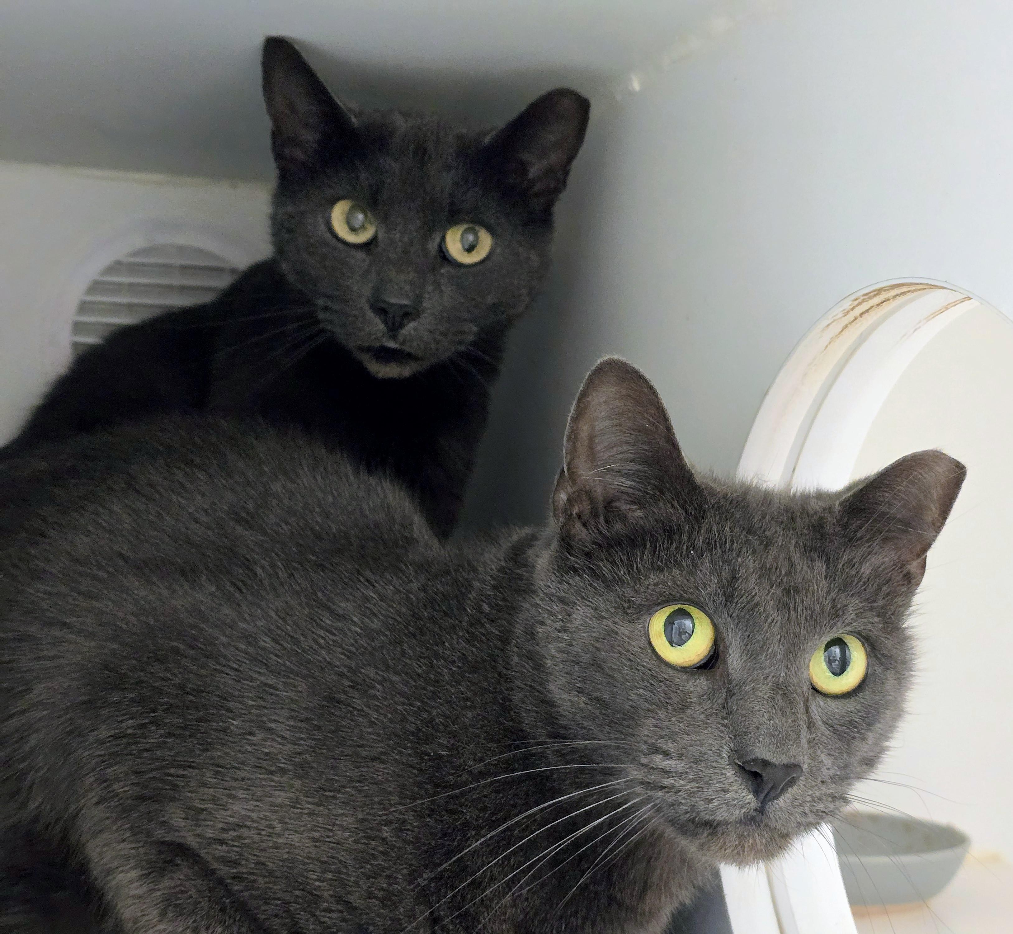 5-450 Fang & 5-451 Minx