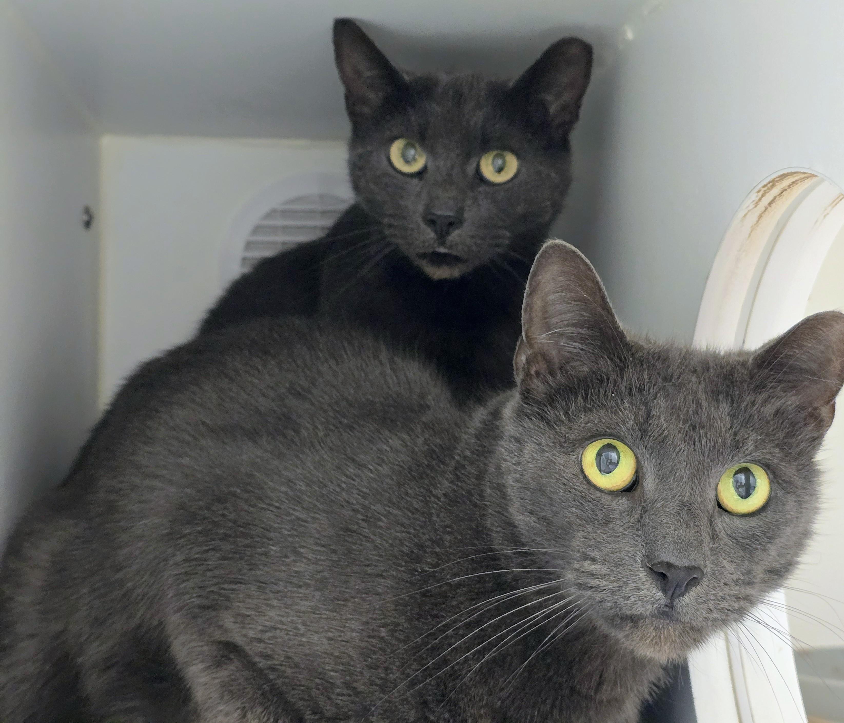 5-450 Fang & 5-451 Minx