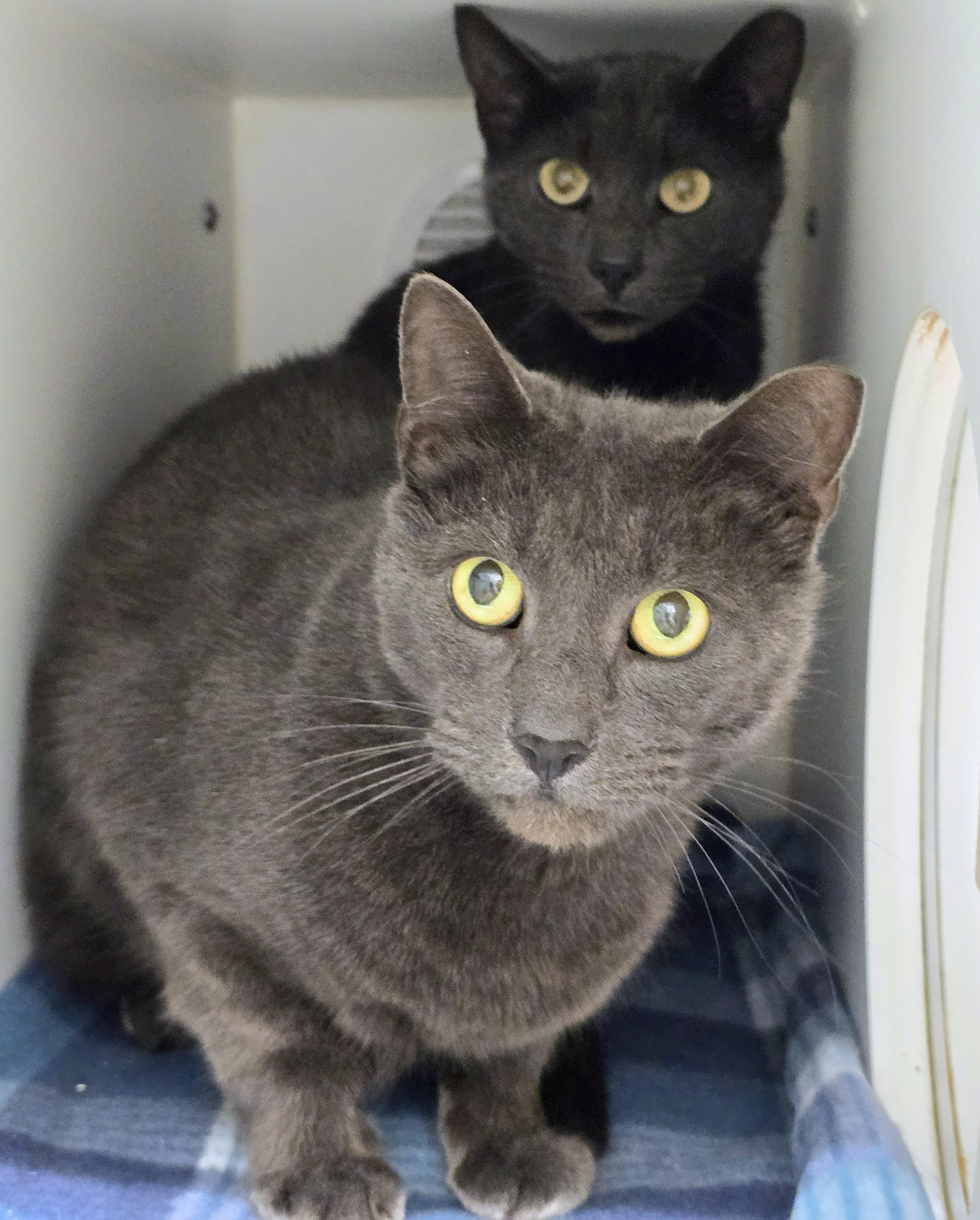 5-450 Fang & 5-451 Minx