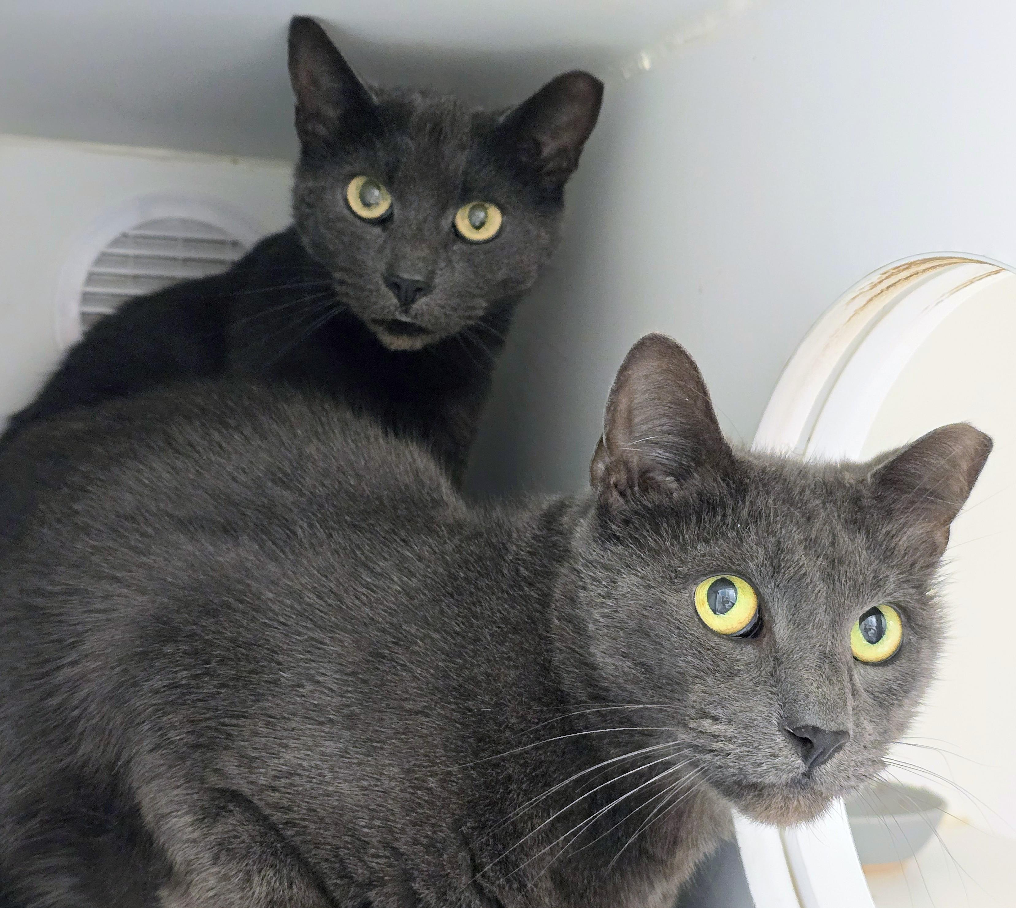 5-450 Fang & 5-451 Minx