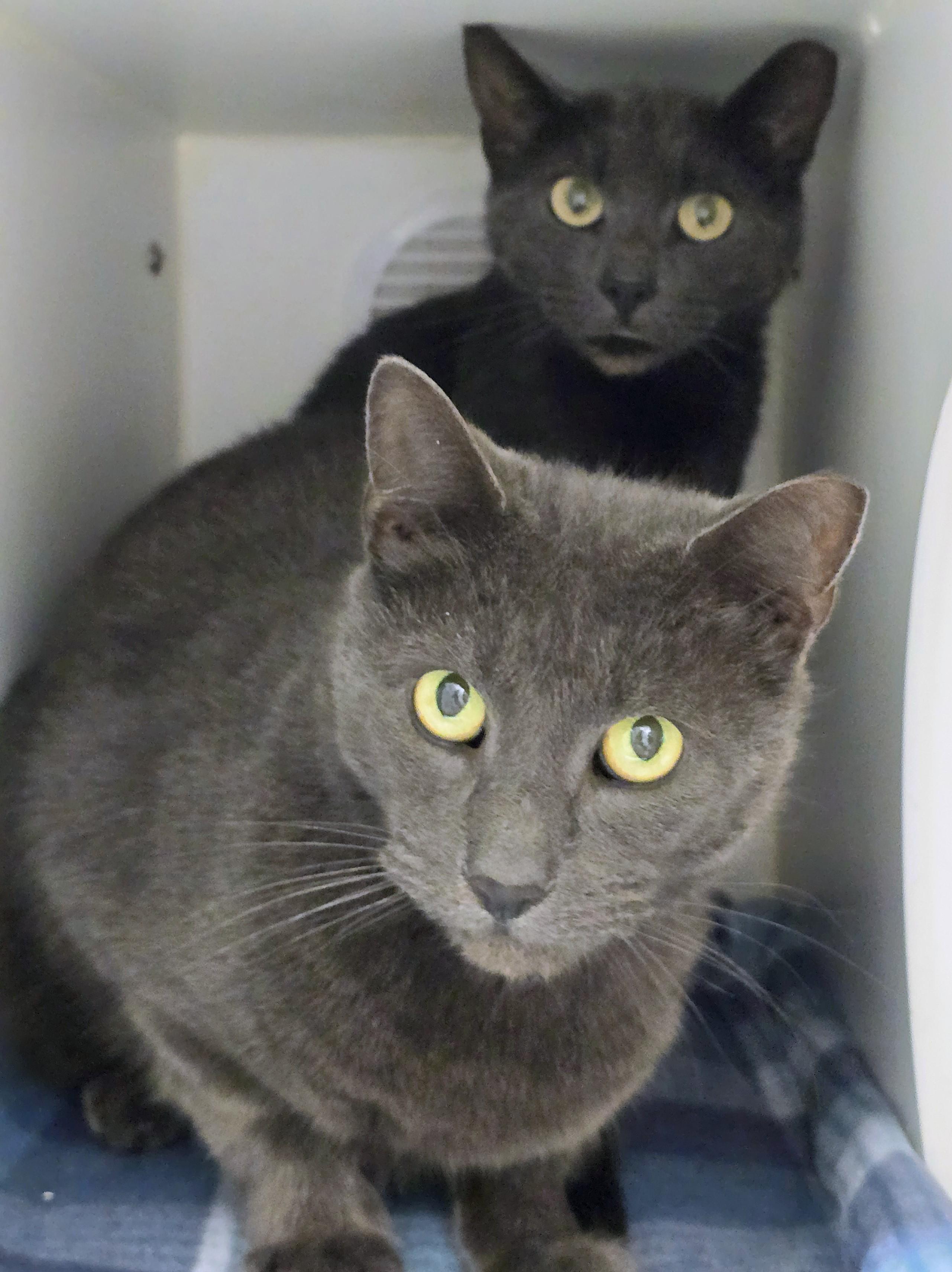 5-450 Fang & 5-451 Minx