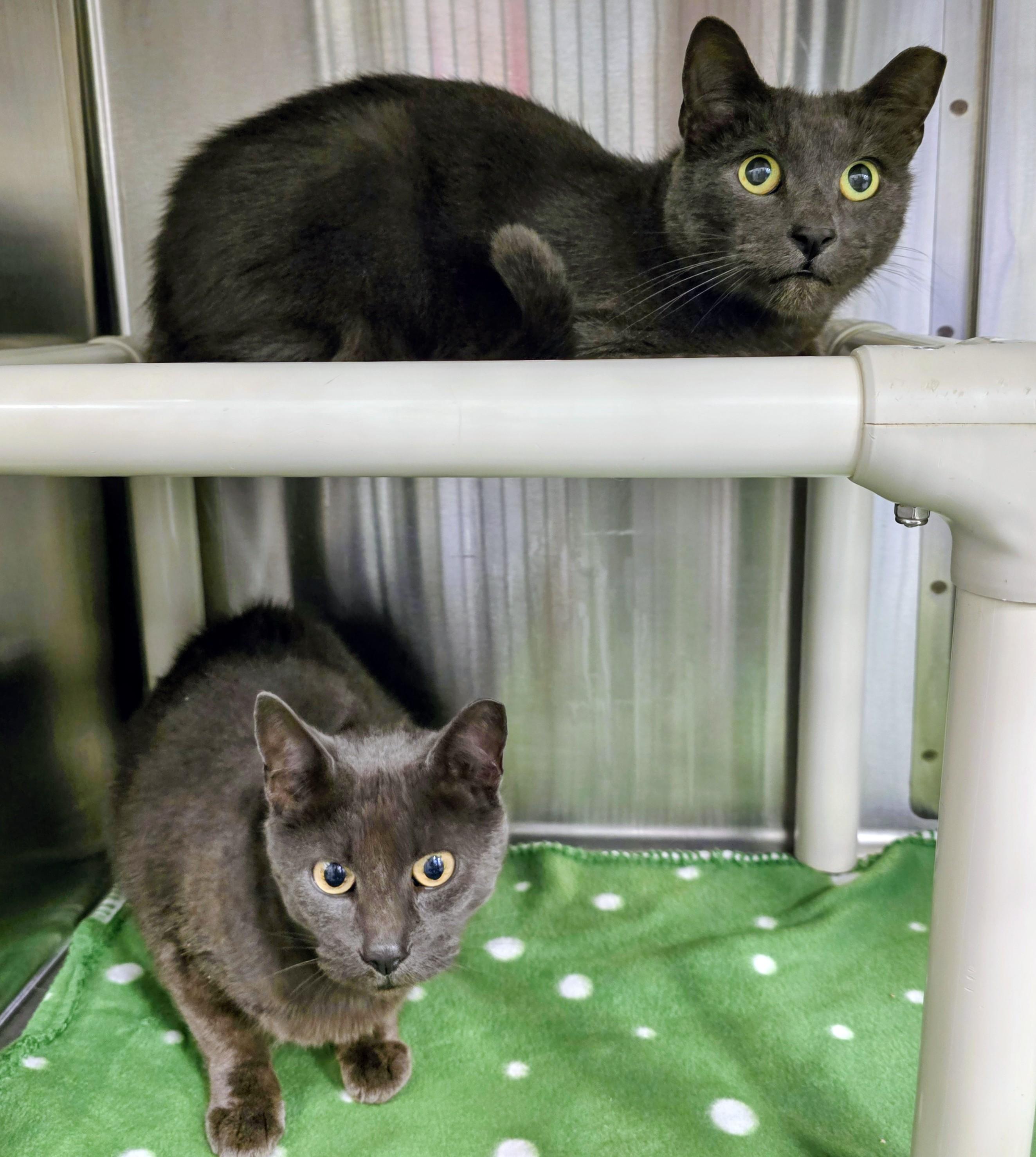 5-450 Fang & 5-451 Minx