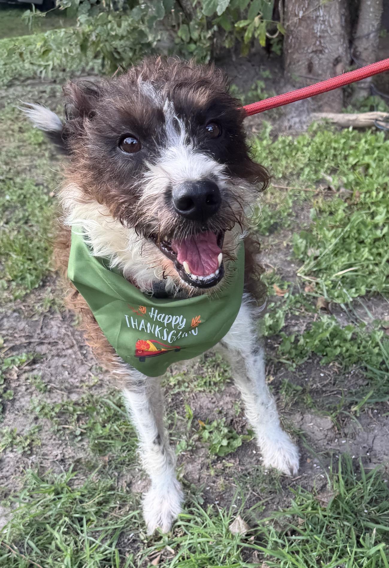 Enlarge Cha cha, a Adoptable mixed breed in Warwick, RI image 2/5