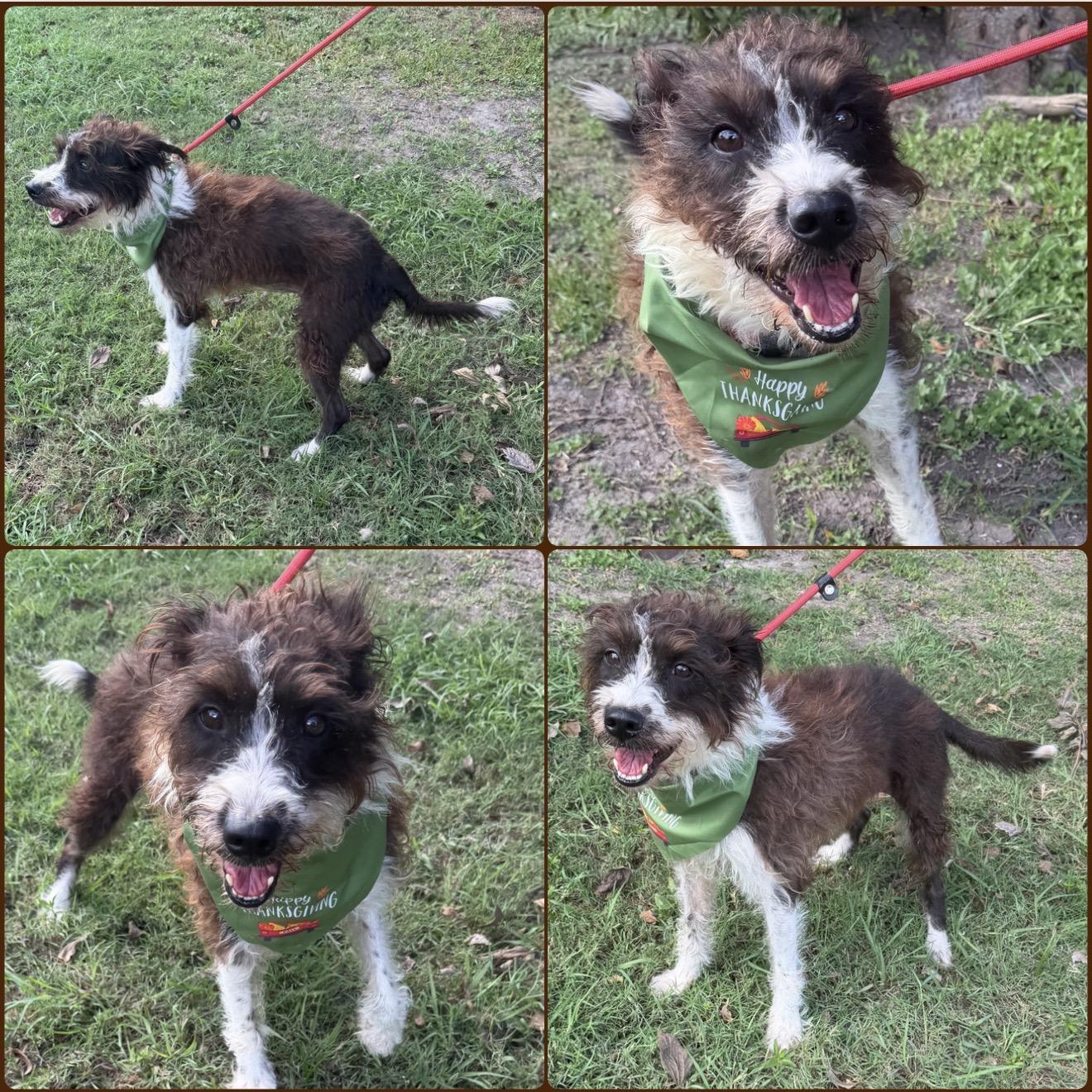 Enlarge Cha cha, a Adoptable mixed breed in Warwick, RI image 4/5