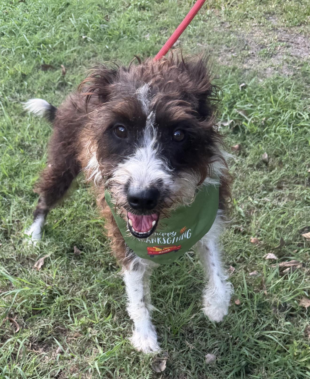 Enlarge Cha cha, a Adoptable mixed breed in Warwick, RI image 5/5