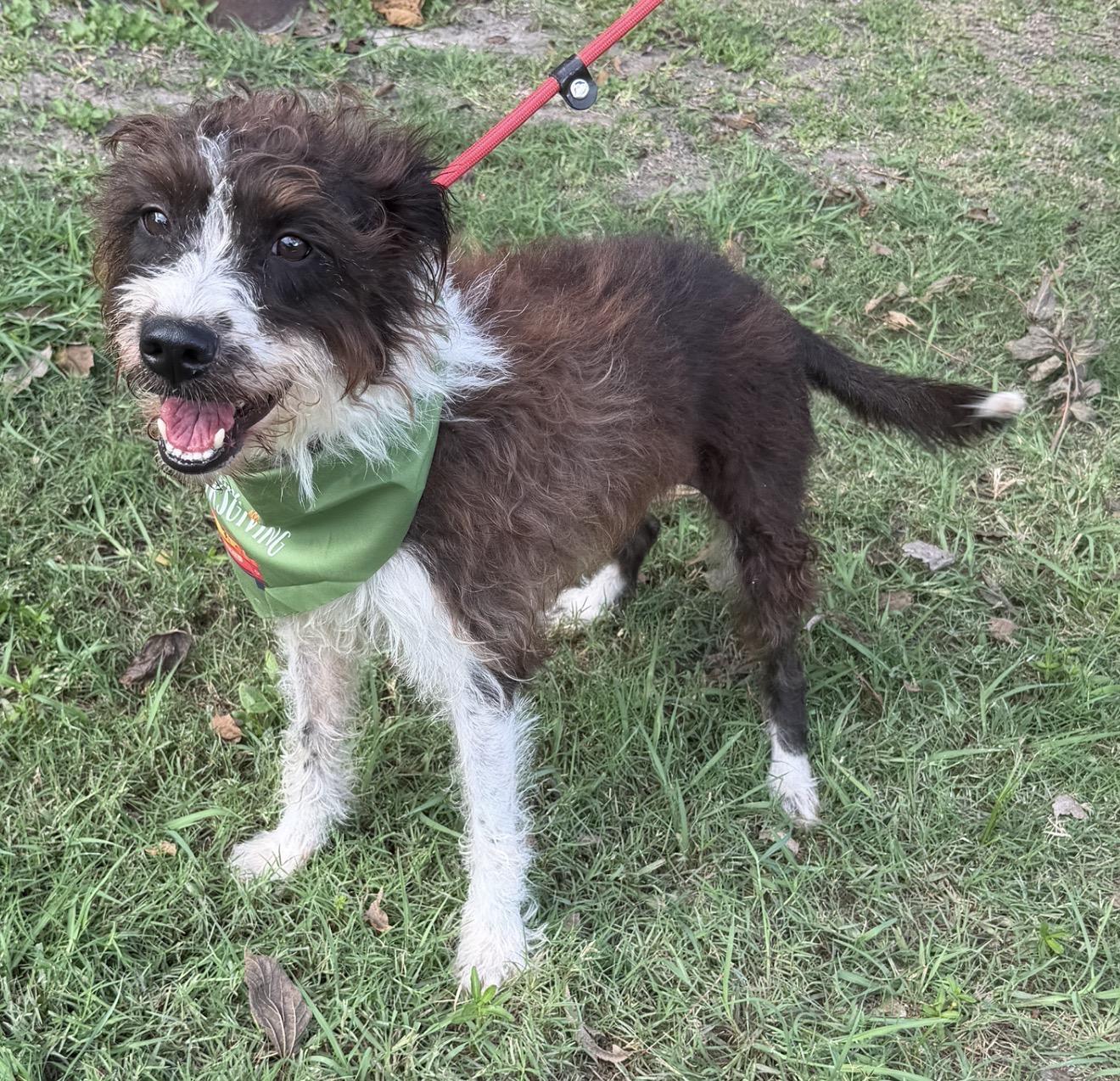 Enlarge Cha cha, a Adoptable mixed breed in Warwick, RI image 1/5