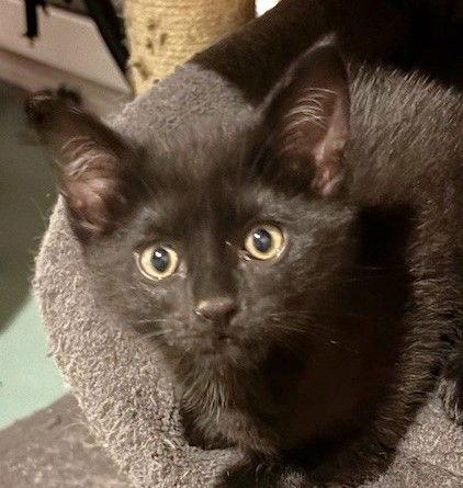 Forrest Gump, Adopted, Kitten Male Domestic Short Hair.