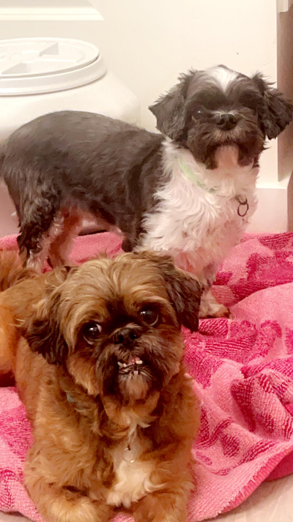 Chewy and Milo