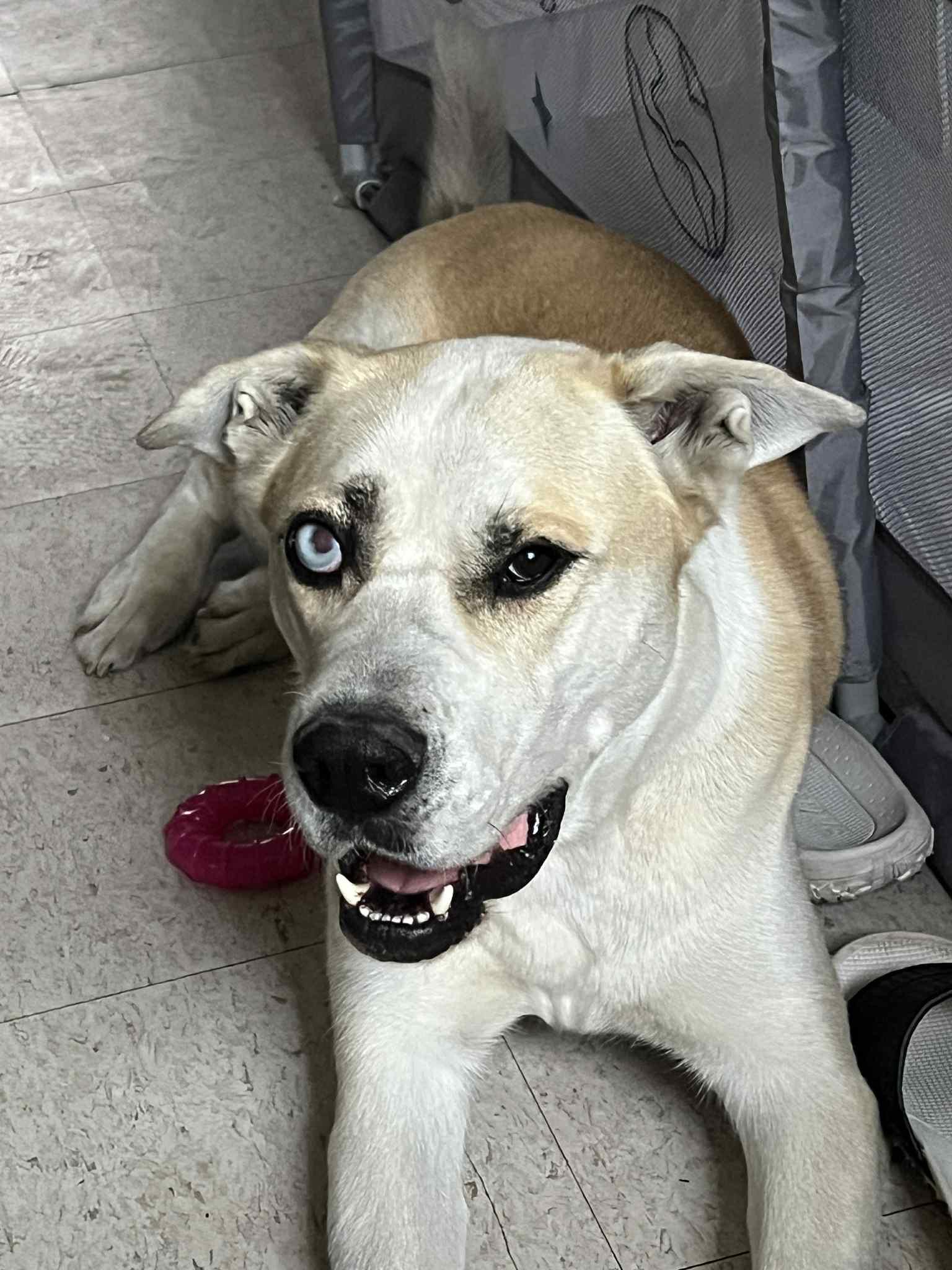 Marley, an adoptable Husky, American Bulldog in Winnipeg, MB, R2C 3A4 | Photo Image 2