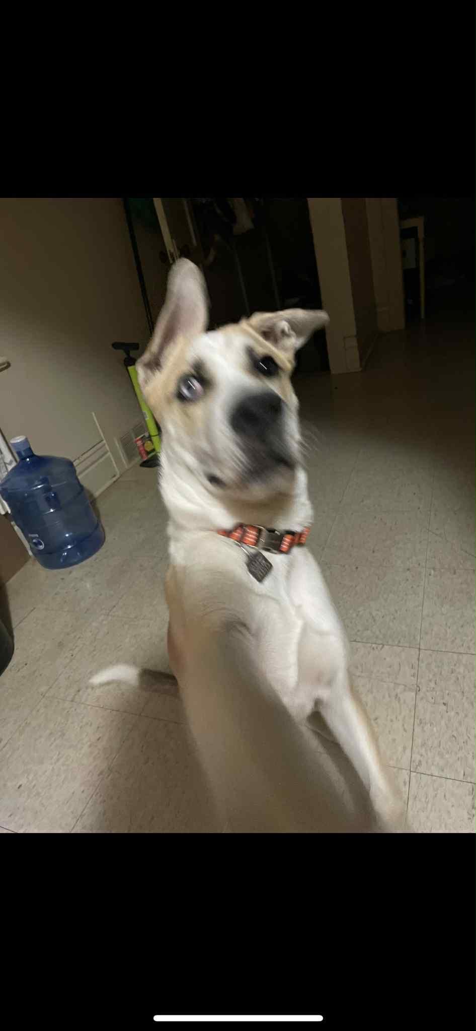 Marley, an adoptable Husky, American Bulldog in Winnipeg, MB, R2C 3A4 | Photo Image 3