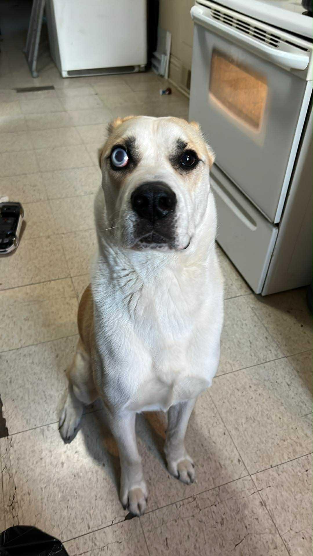Marley, an adoptable Husky, American Bulldog in Winnipeg, MB, R2C 3A4 | Photo Image 1
