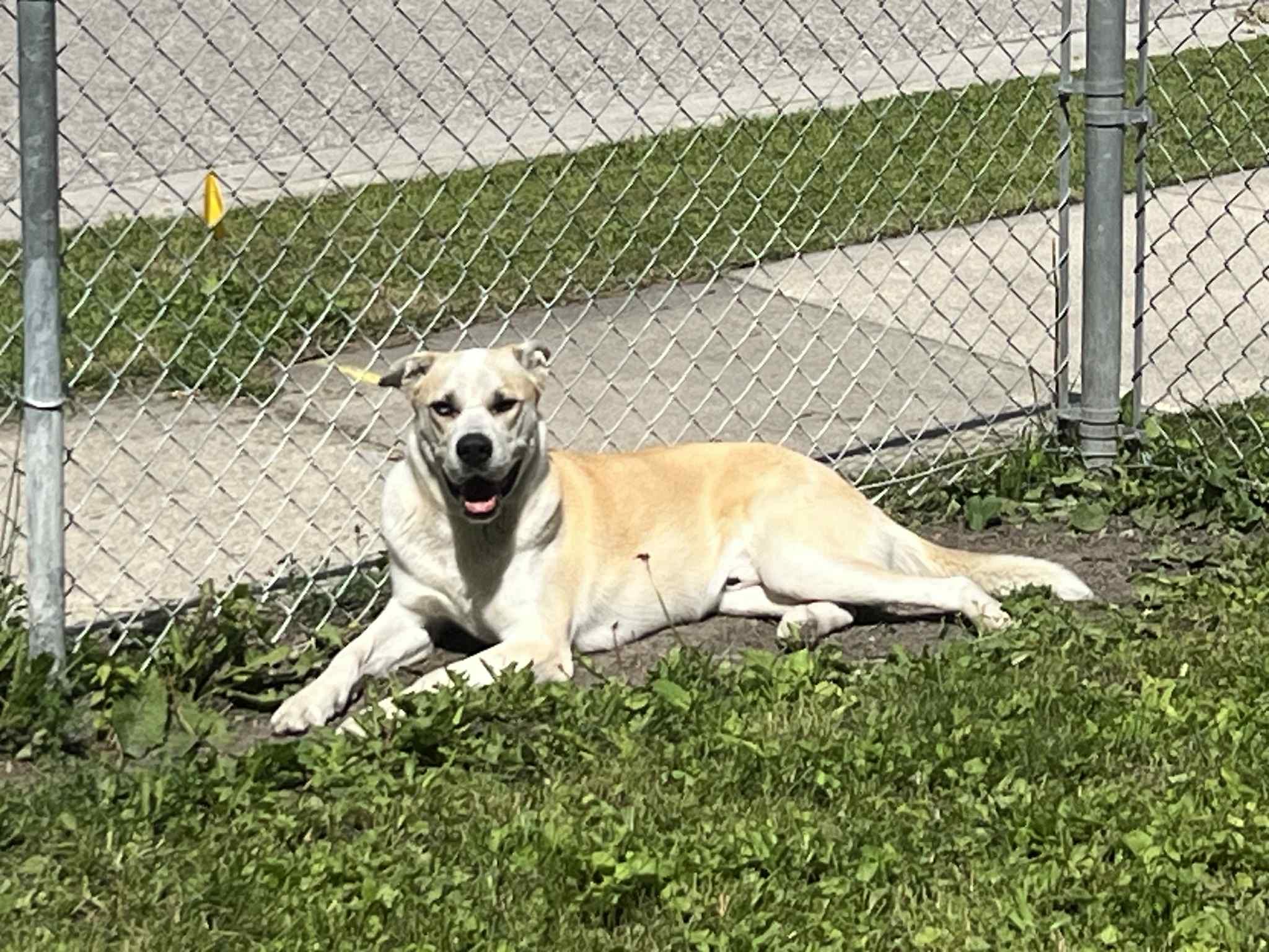 Marley, an adoptable Husky, American Bulldog in Winnipeg, MB, R2C 3A4 | Photo Image 4