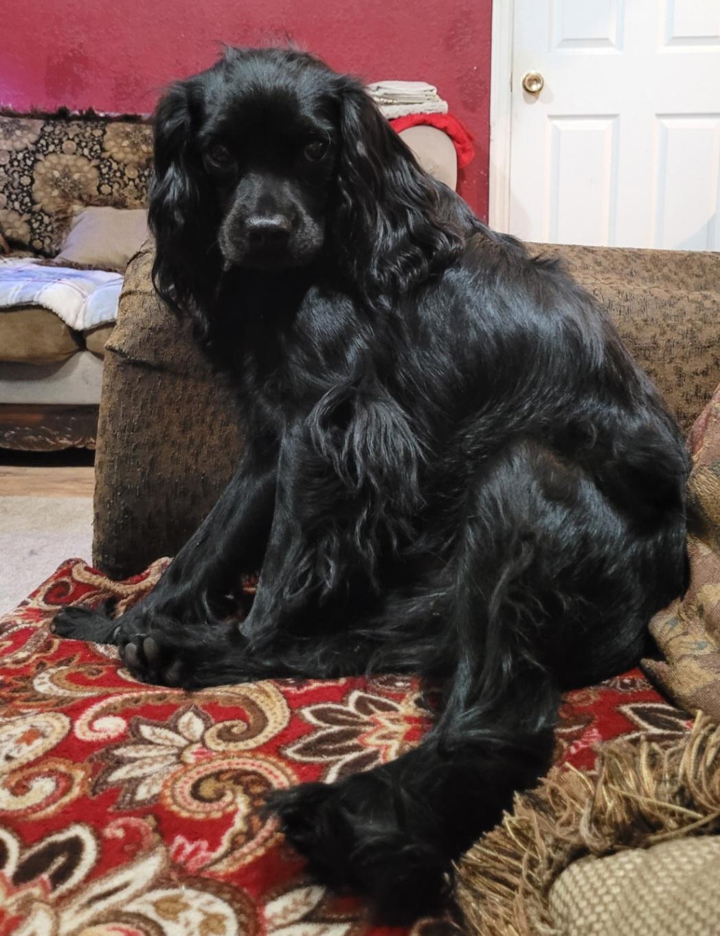 Malfoy, an adoptable Cavapoo, Spaniel in Chiefland, FL, 32626 | Photo Image 2