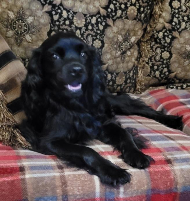 Malfoy, an adoptable Cavapoo, Spaniel in Chiefland, FL, 32626 | Photo Image 1