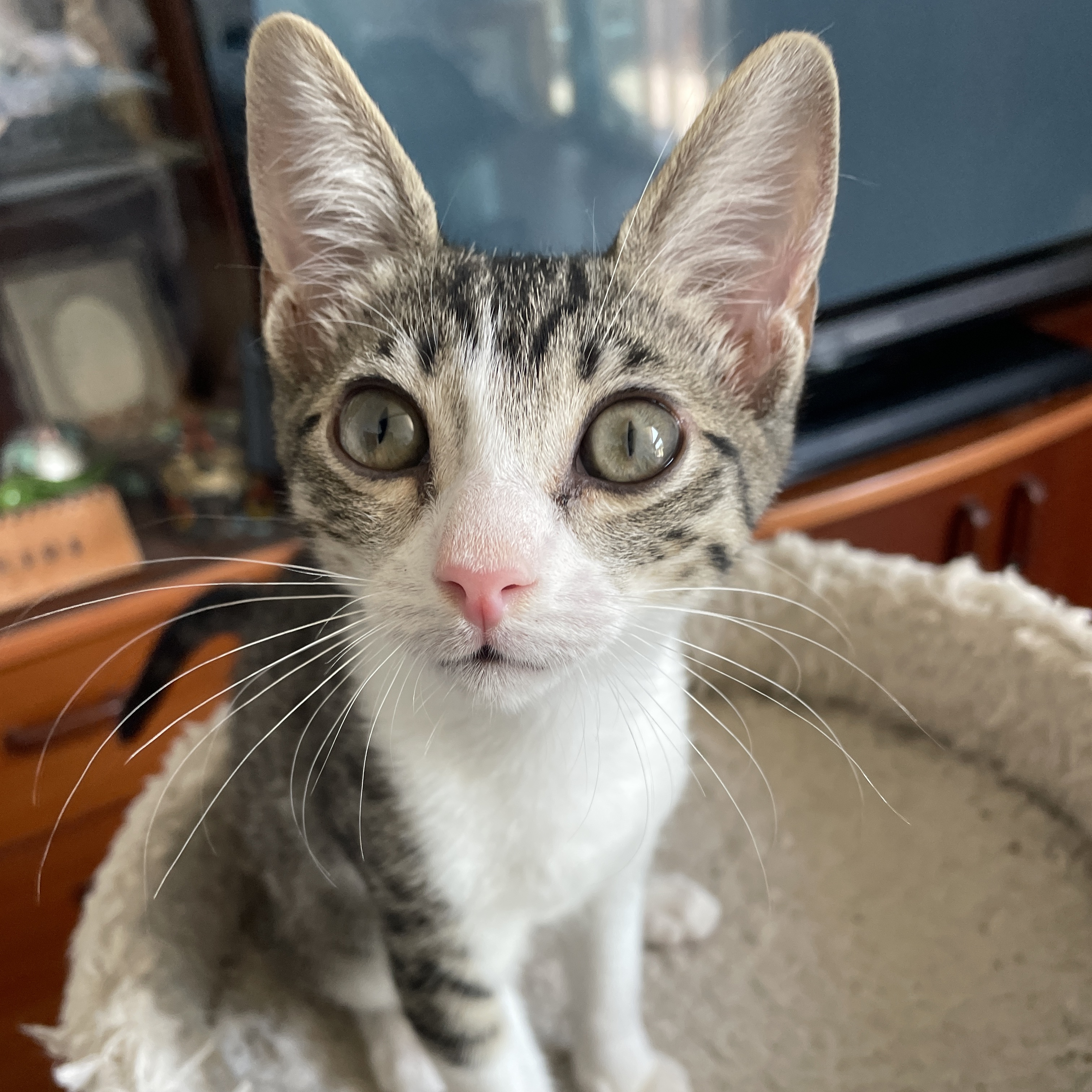 Han, Adoptable, Kitten Male Domestic Short Hair.