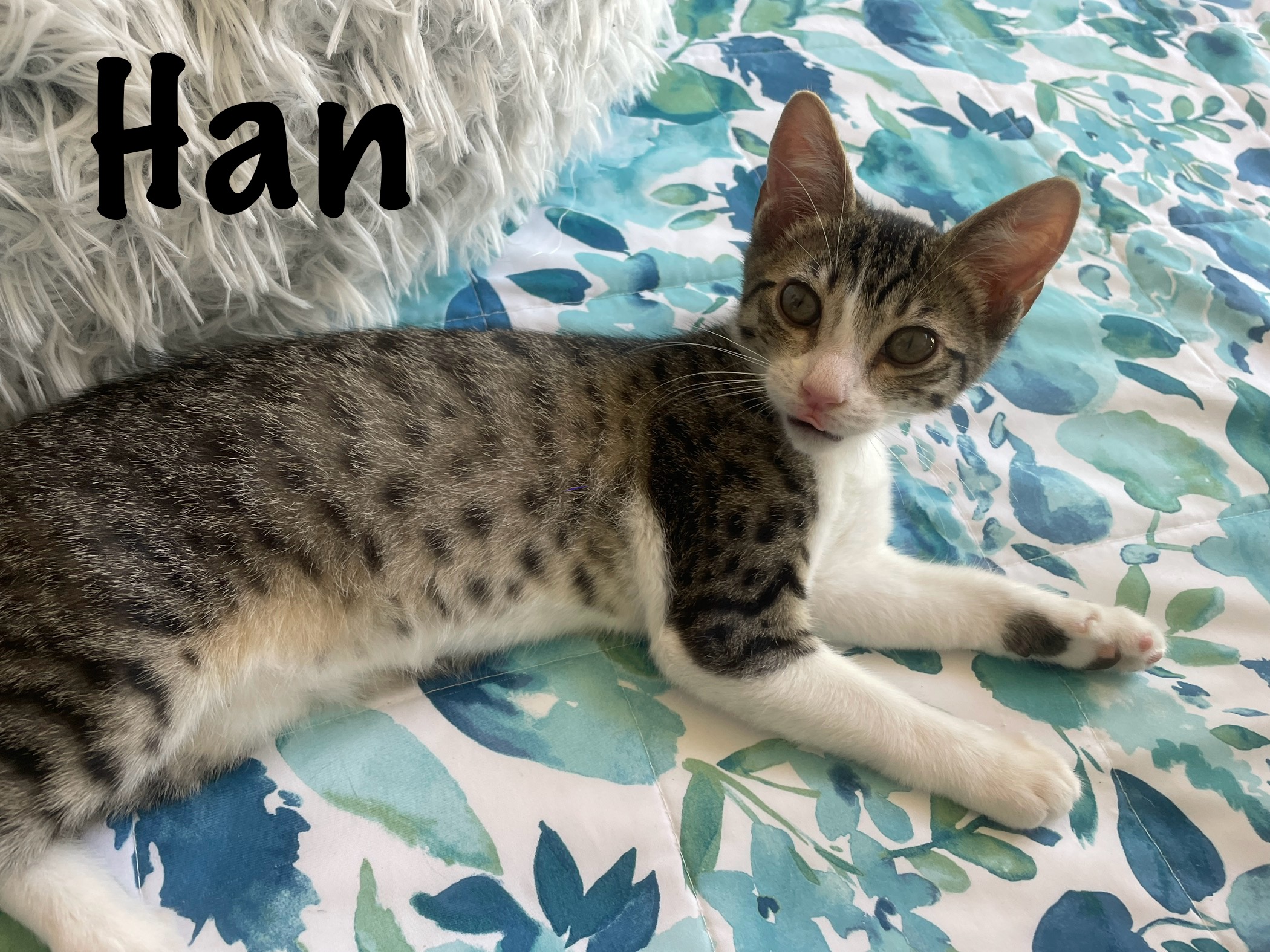 Han, a Adoptable Domestic Short Hair in Cypress, CA image 2/2