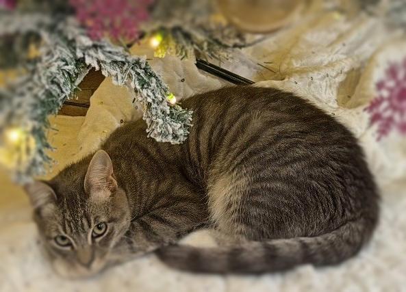 Finley, adopted, Young Male Domestic Short Hair & Tabby.