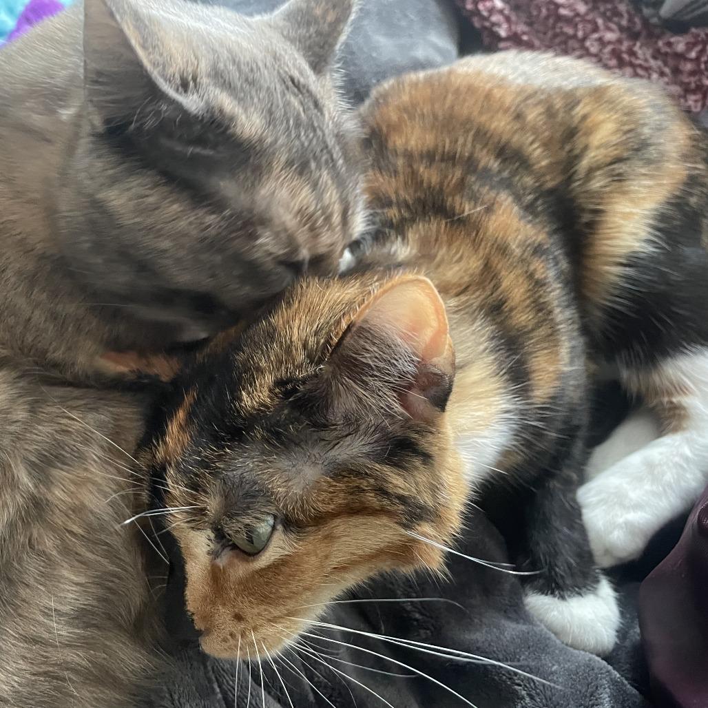 Leza - Home to Home, a Adoptable Domestic Short Hair in South Elgin, IL image 1/3