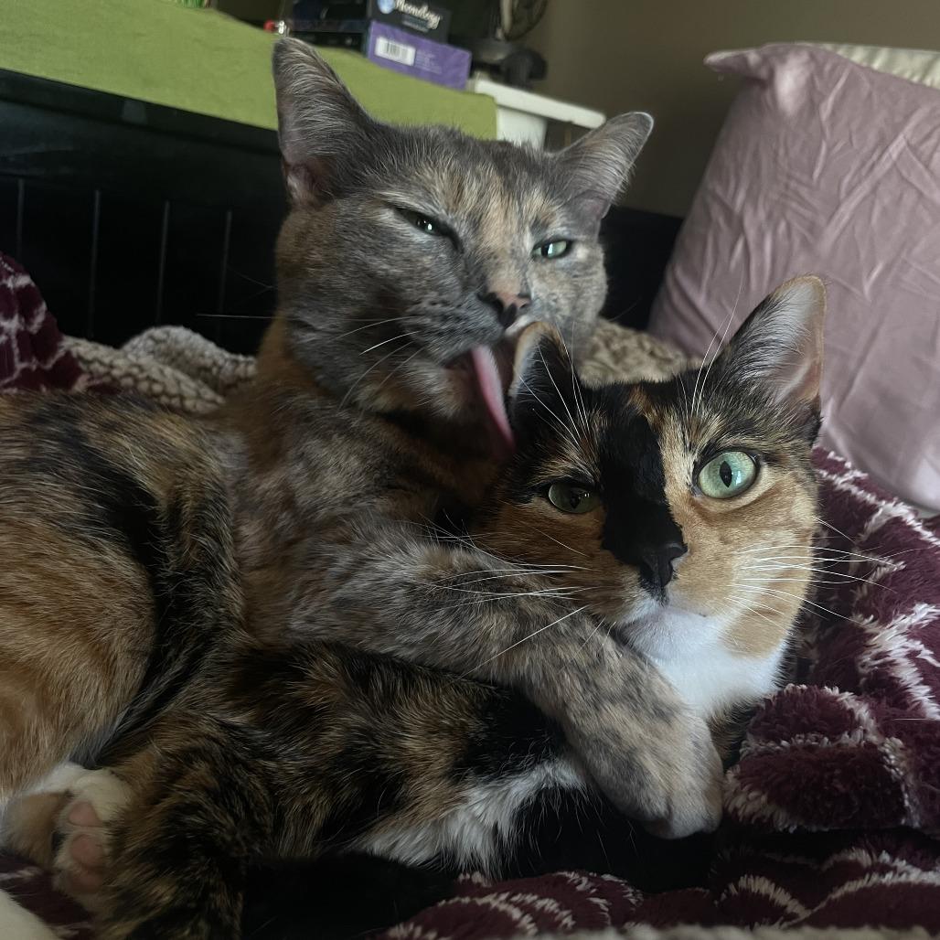 Leza - Home to Home, a Adoptable Domestic Short Hair in South Elgin, IL image 2/3