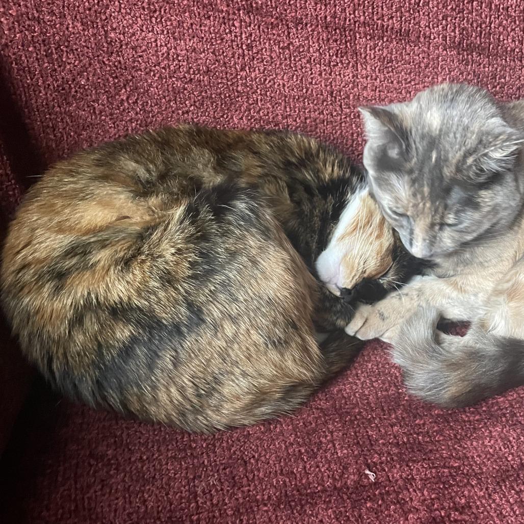 Leza - Home to Home, a Adoptable Domestic Short Hair in South Elgin, IL image 3/3