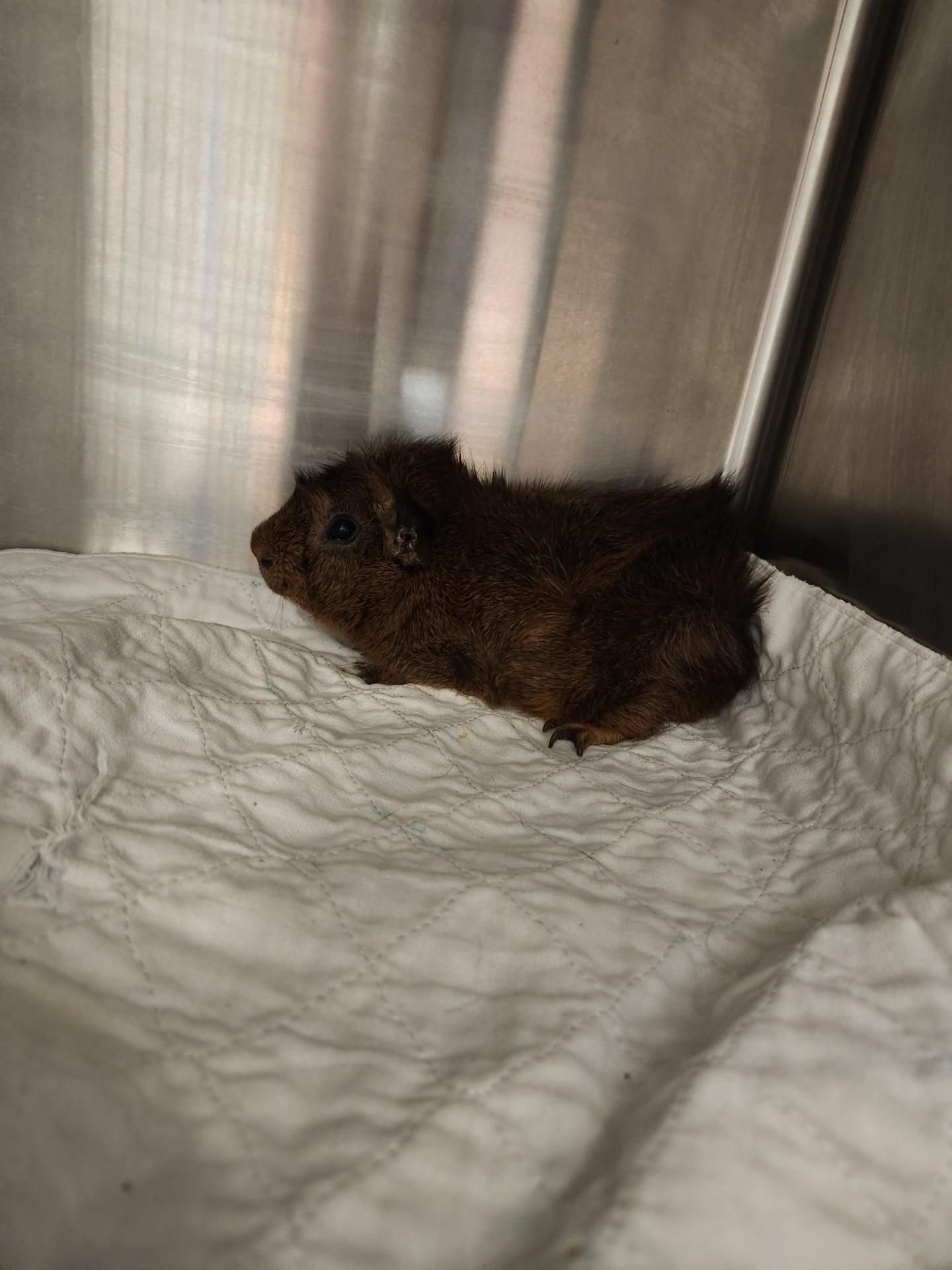 Guinea Pigs!