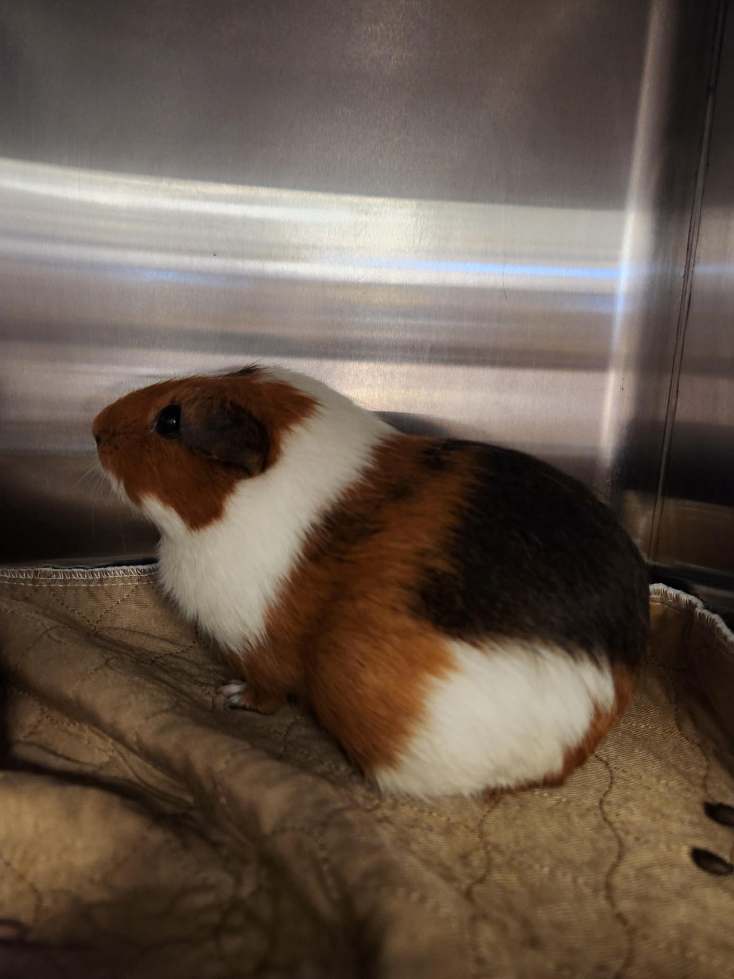 Guinea Pigs!