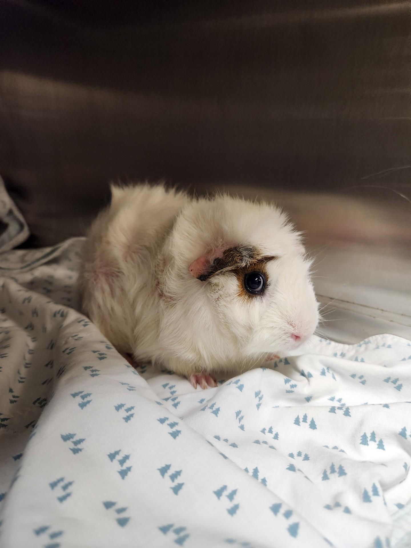 Guinea Pigs!