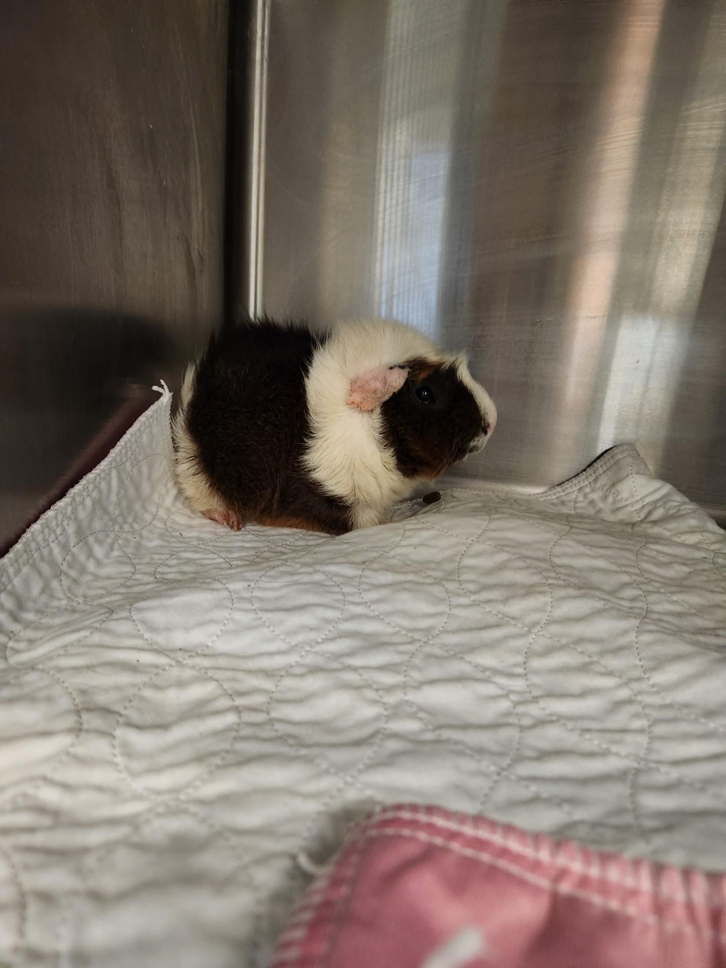 Guinea Pigs!