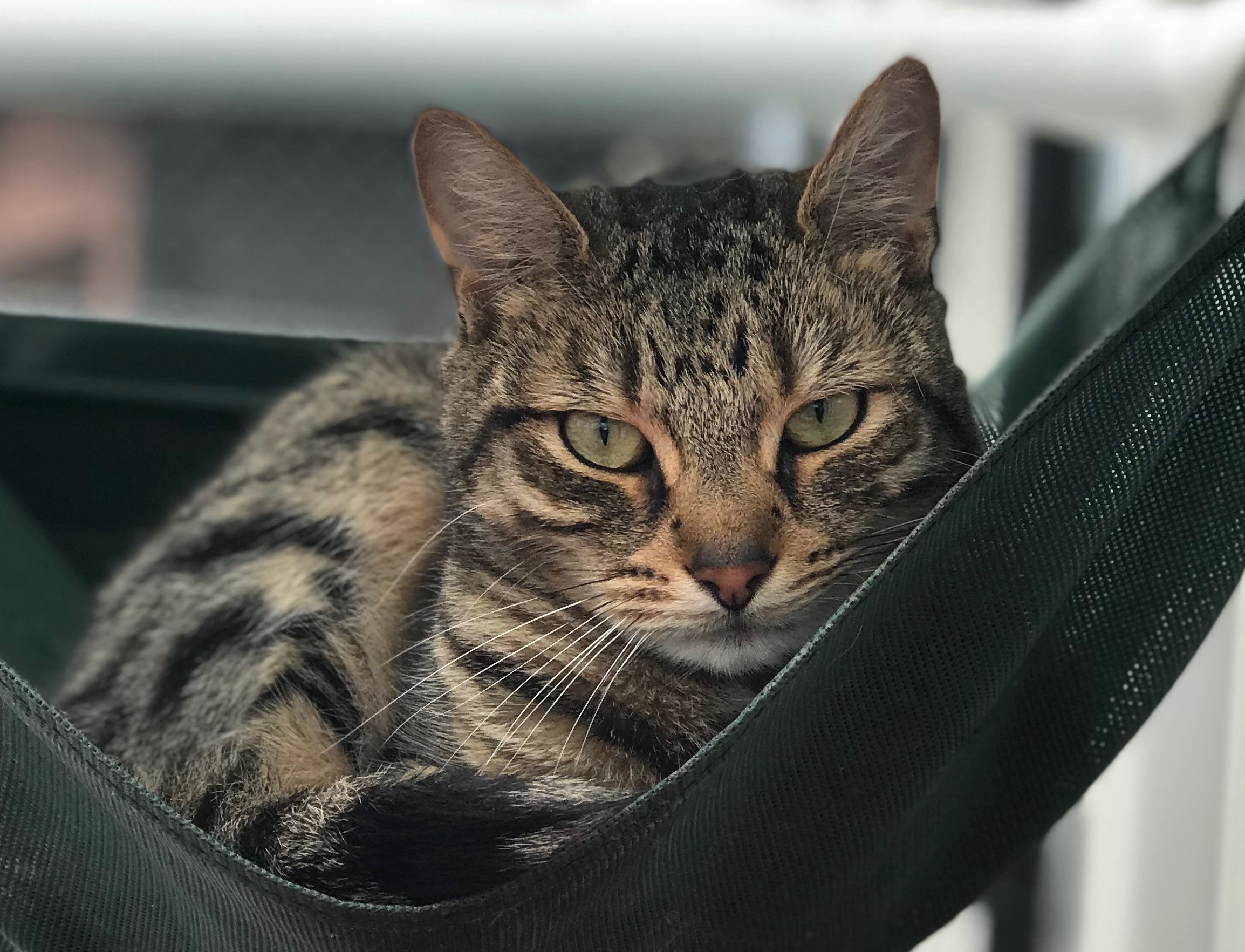 Jack, Adoptable, Adult Male Domestic Short Hair & Tabby.