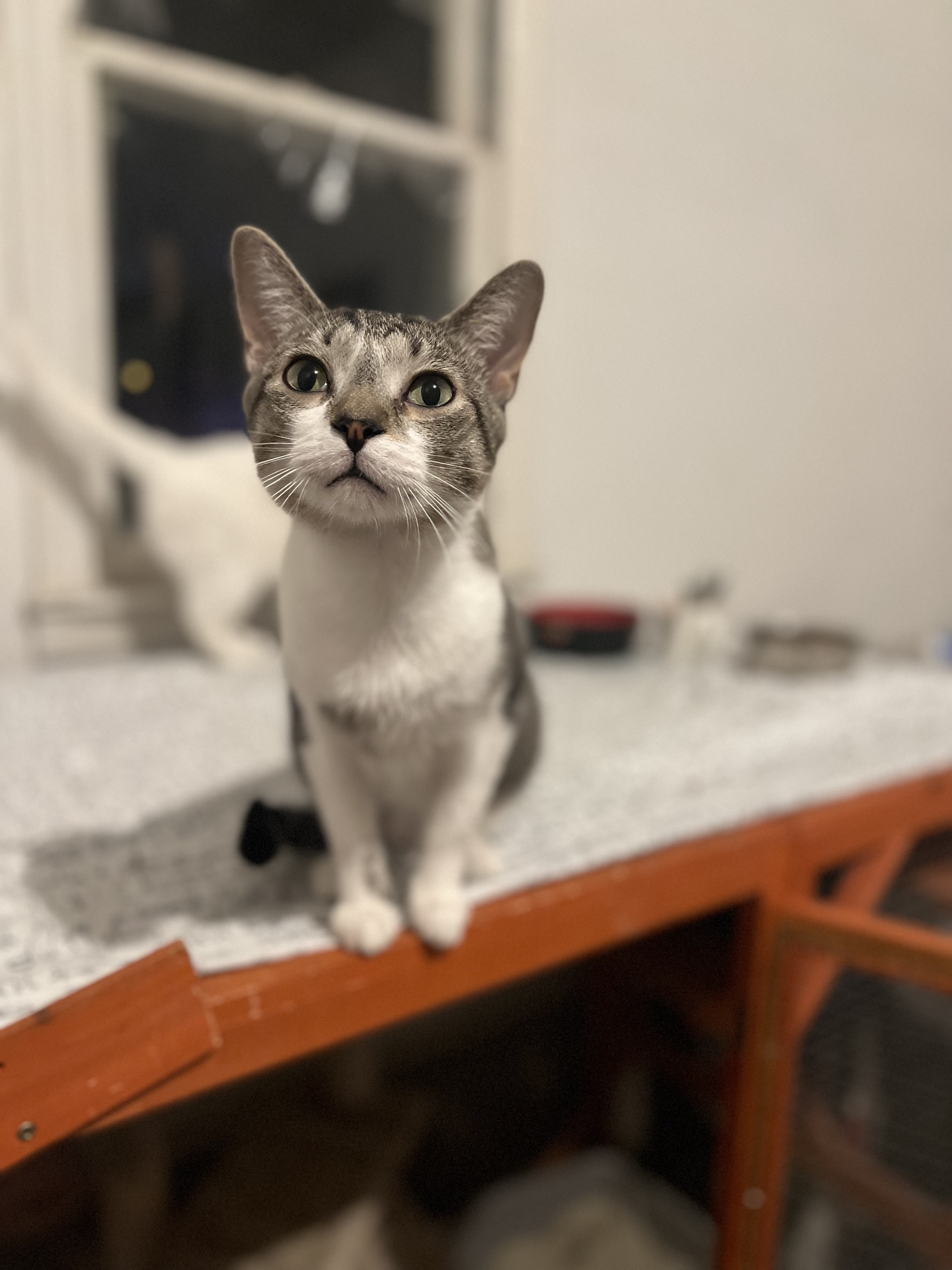 LionBlaze-Destroyer of Mice, Adoptable, Young Male Domestic Short Hair.